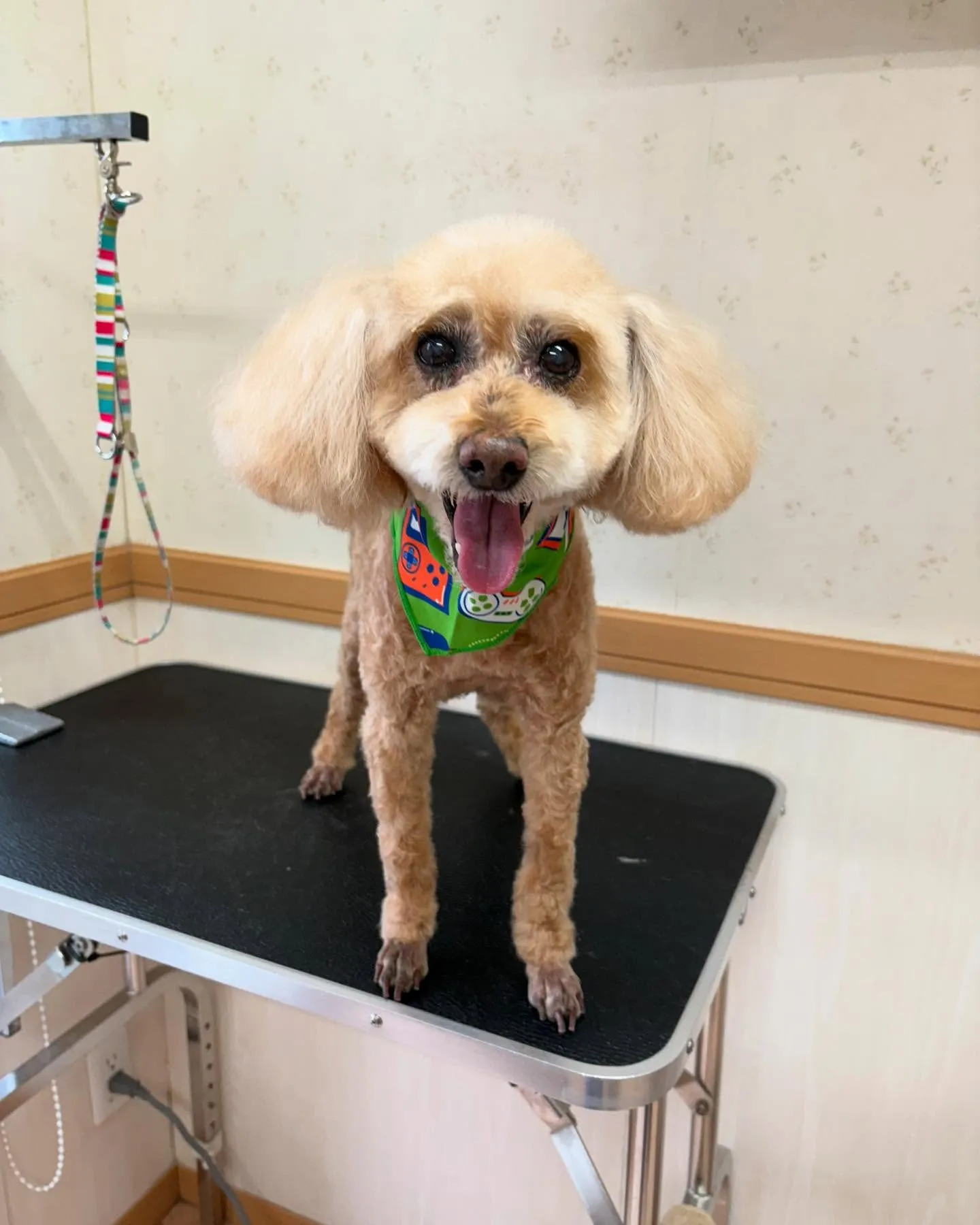 犬のトリミング✂️