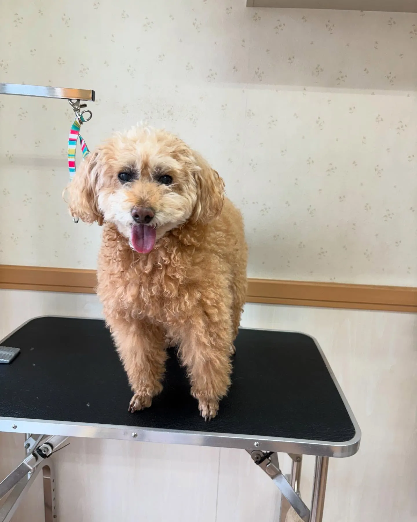 犬のトリミング✂️