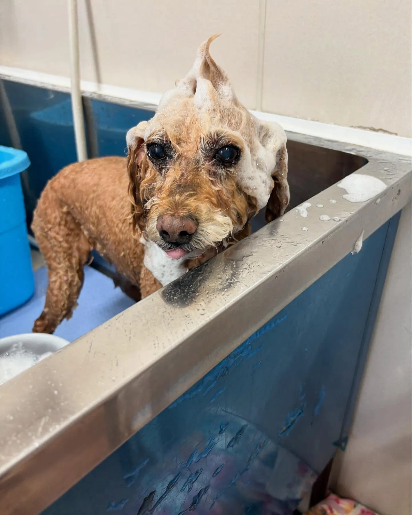 犬のトリミング✂️
