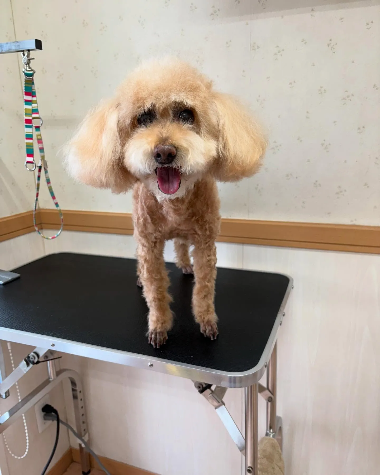 犬のトリミング✂️