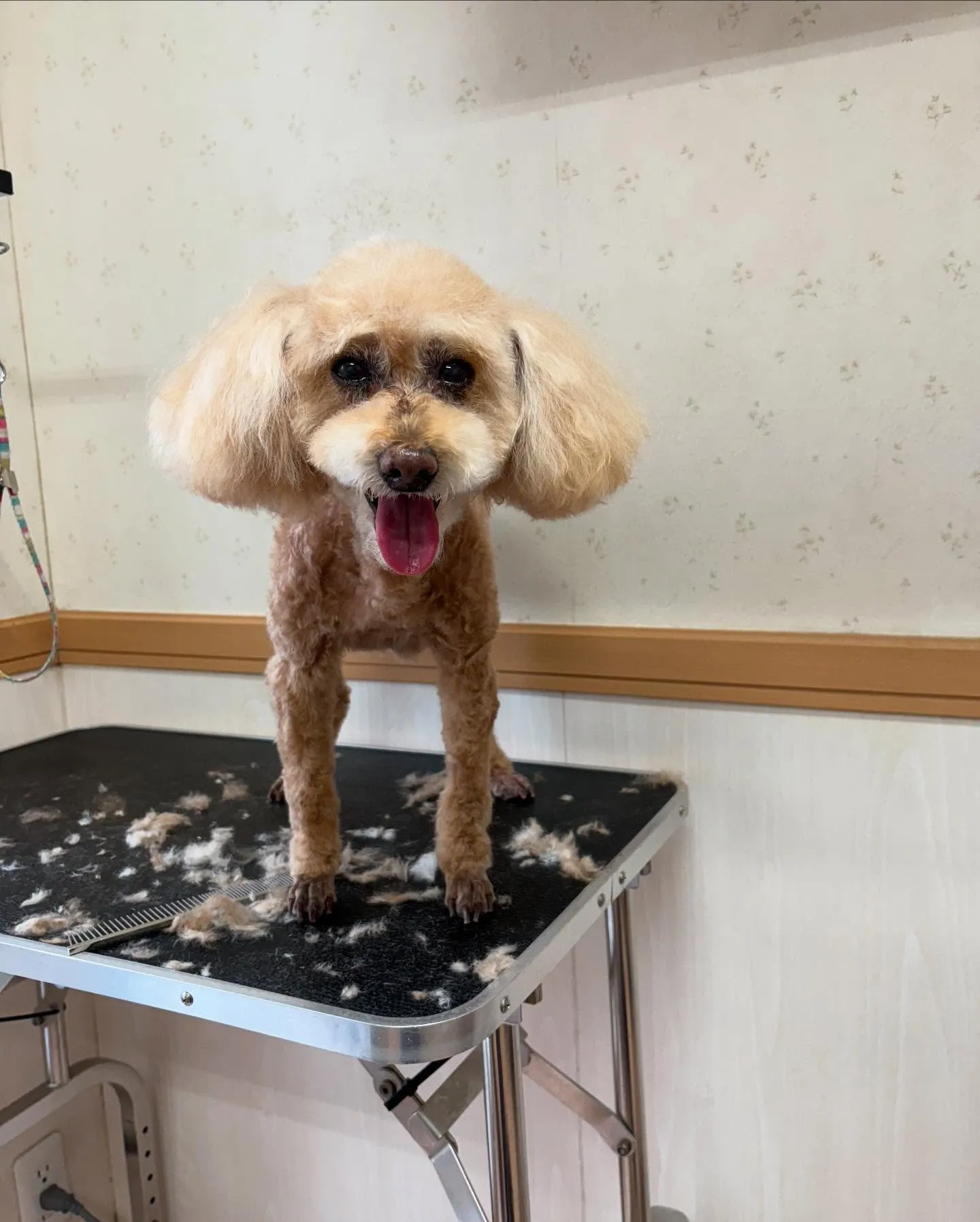 犬のトリミング✂️