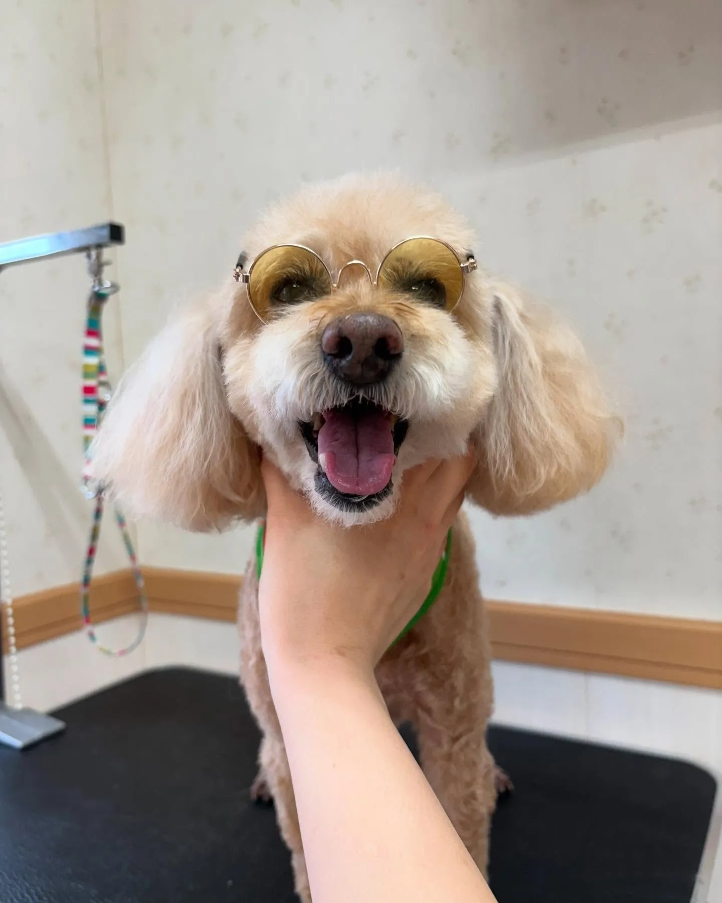 犬のトリミング✂️