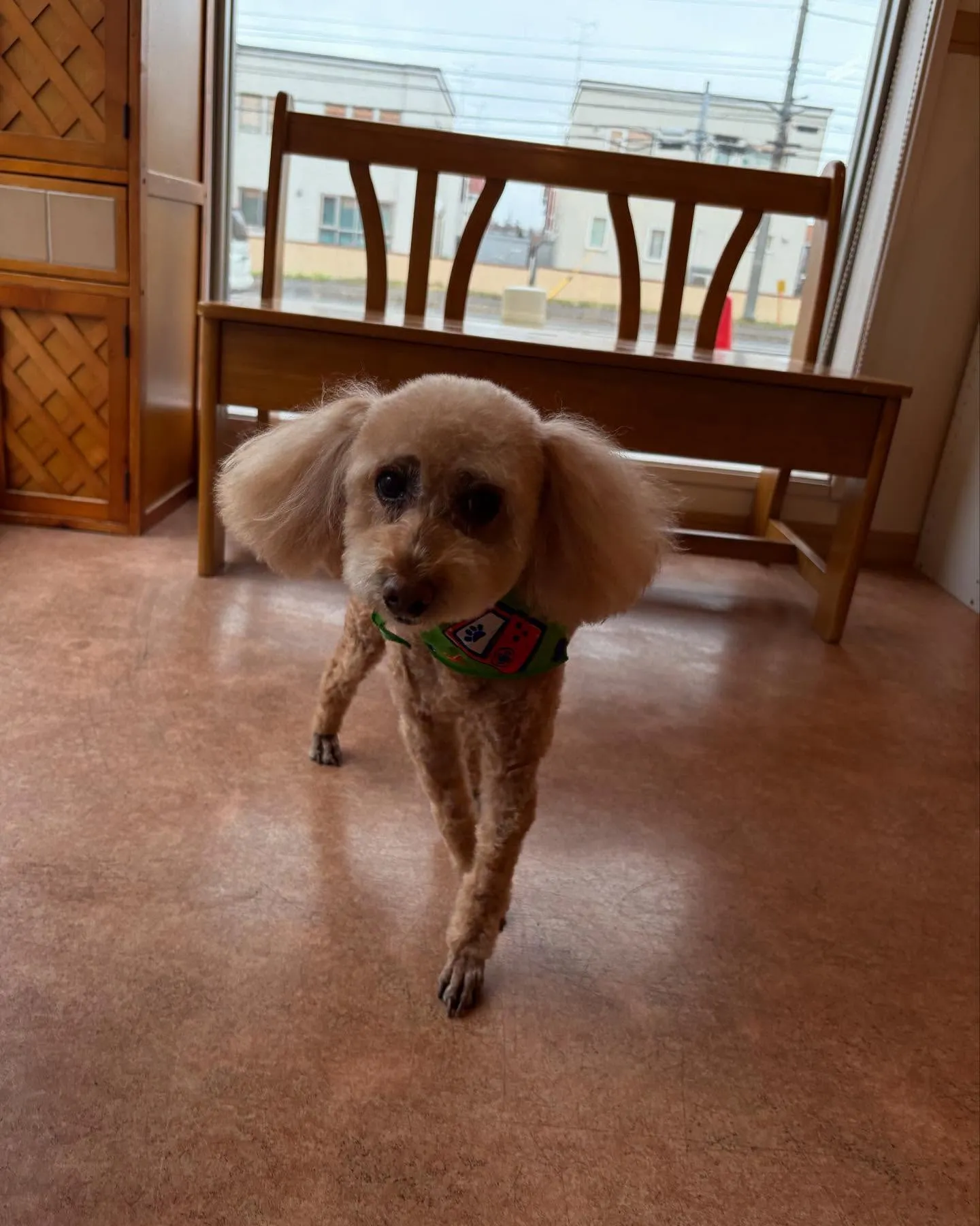 犬のトリミング✂️