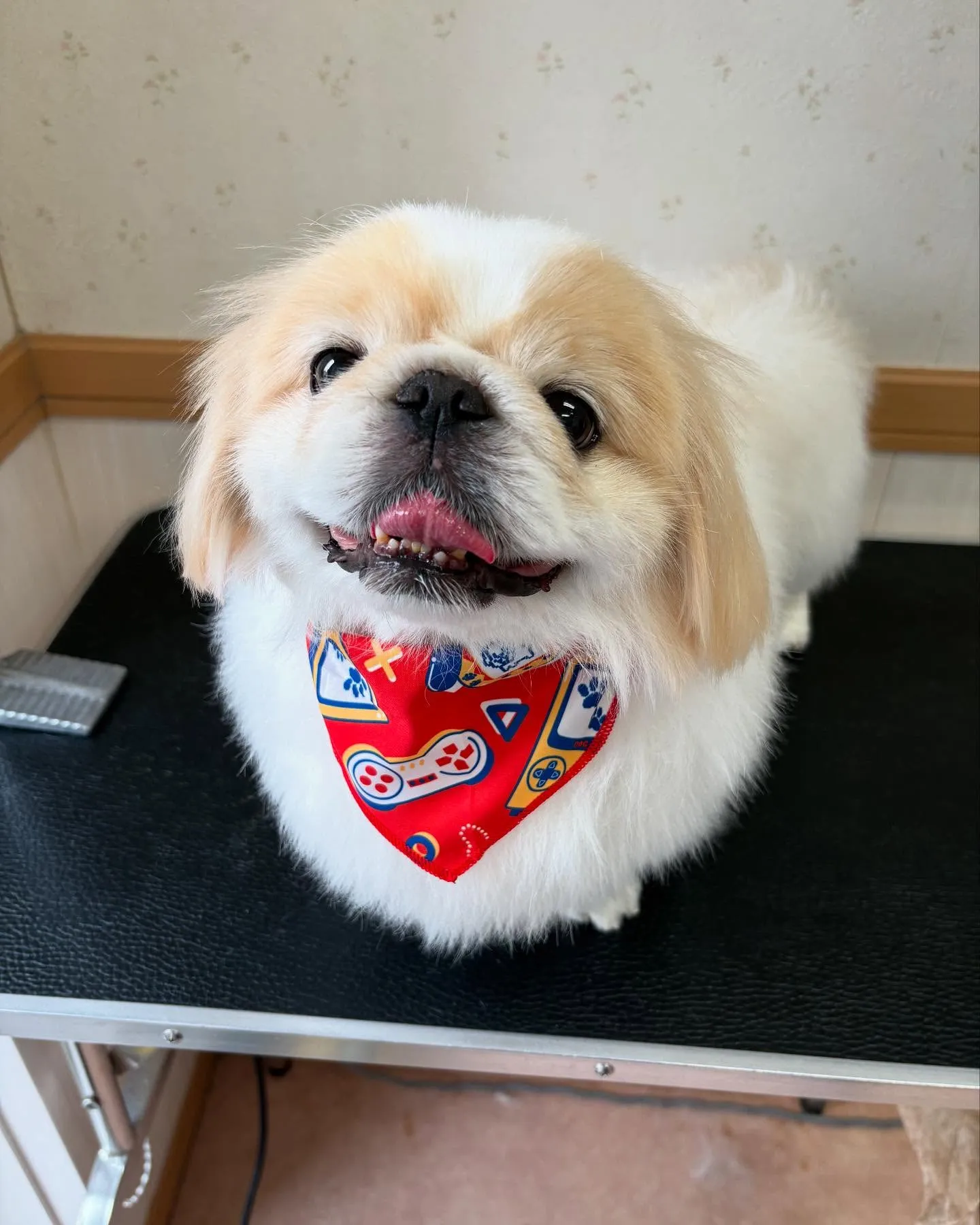 犬のシャンプー🫧