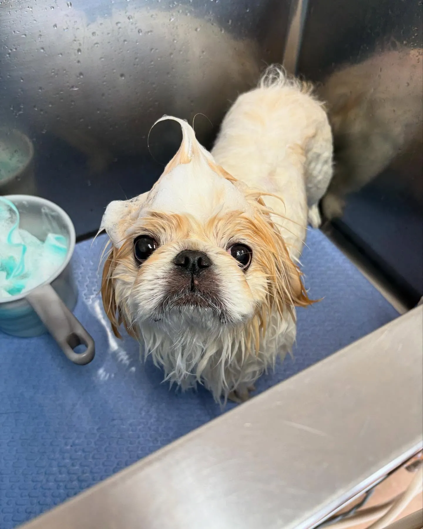 犬のシャンプー🫧