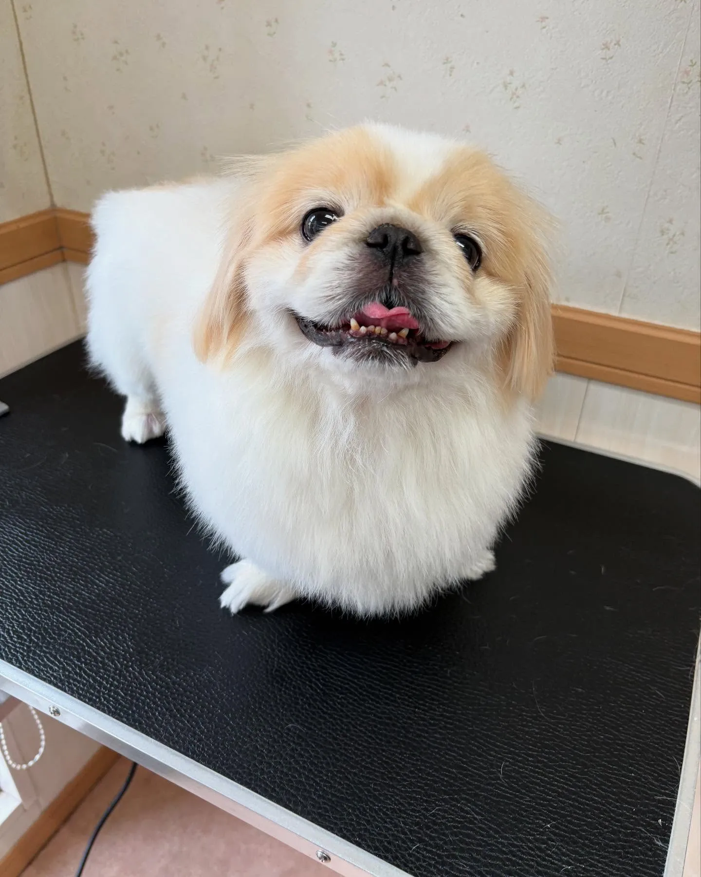 犬のシャンプー🫧