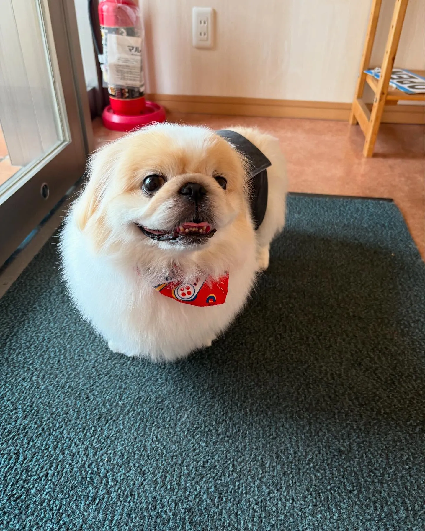 犬のシャンプー🫧