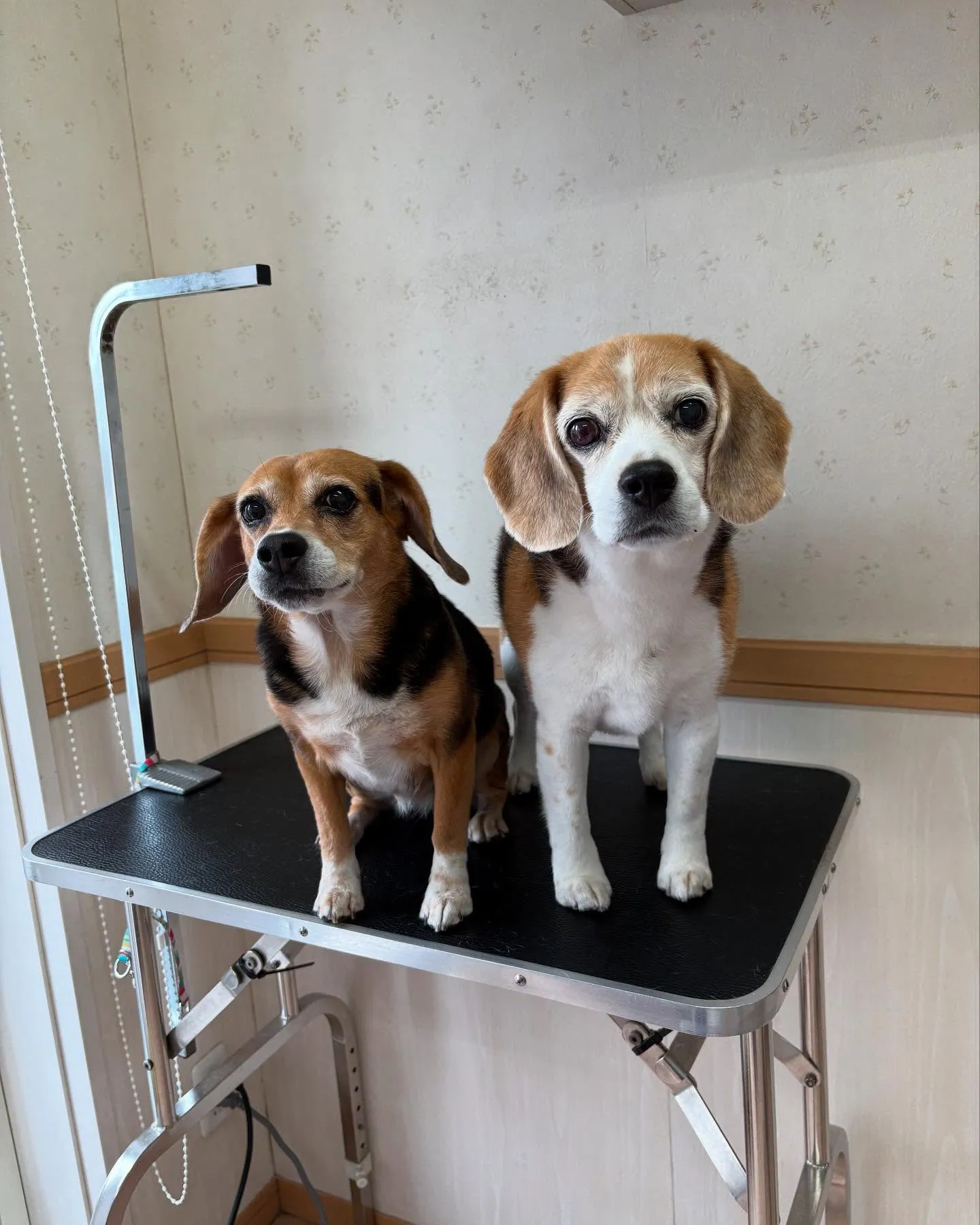 犬のシャンプー🫧