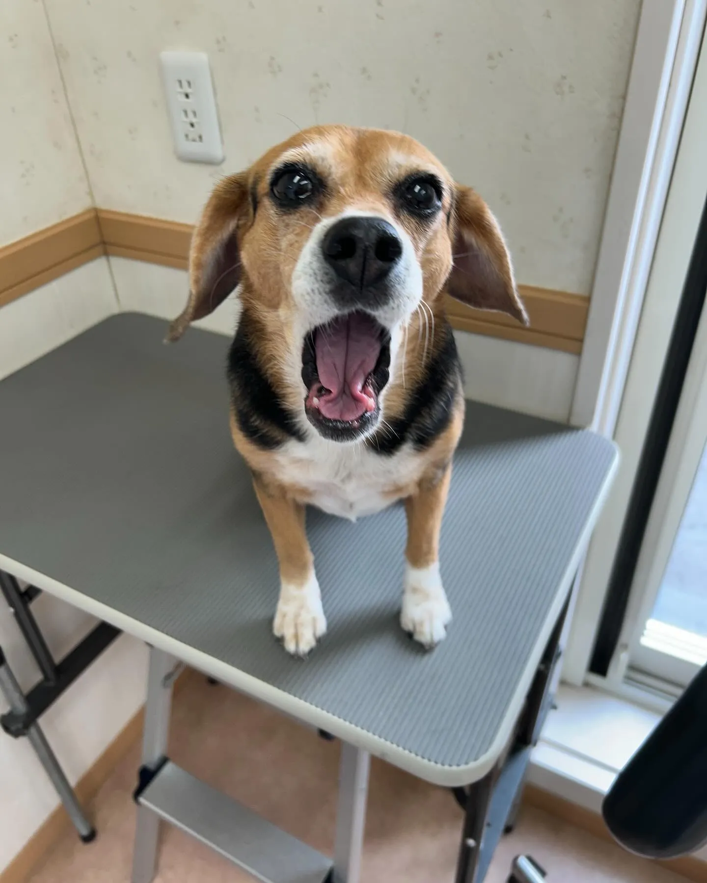 犬のシャンプー🫧