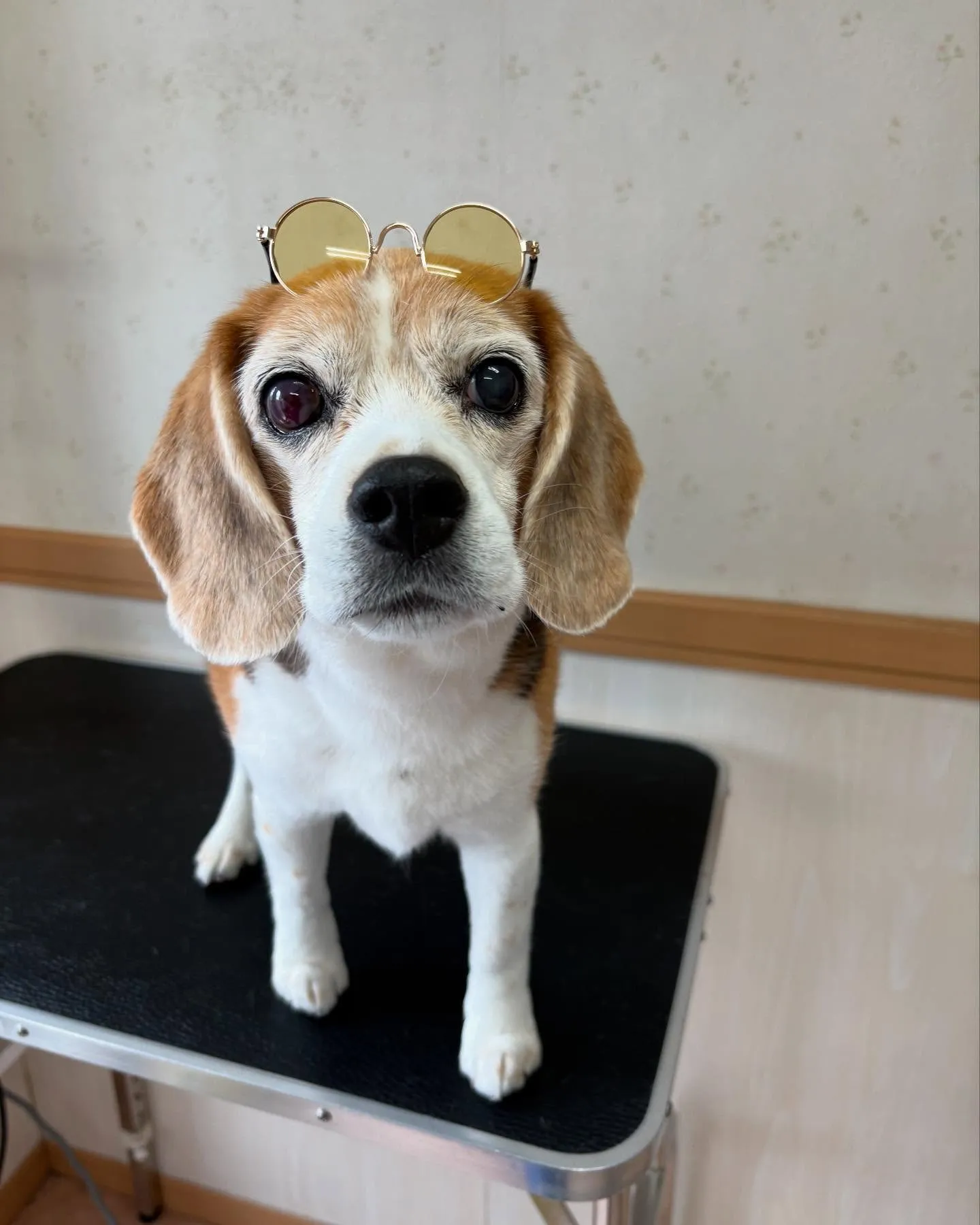 犬のシャンプー🫧