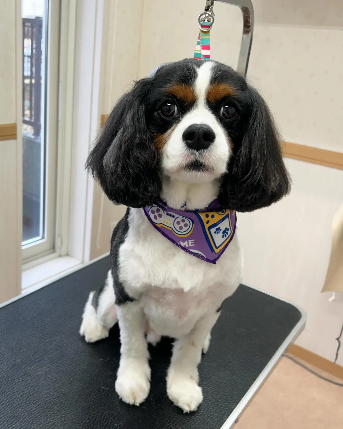 犬のトリミング✂️