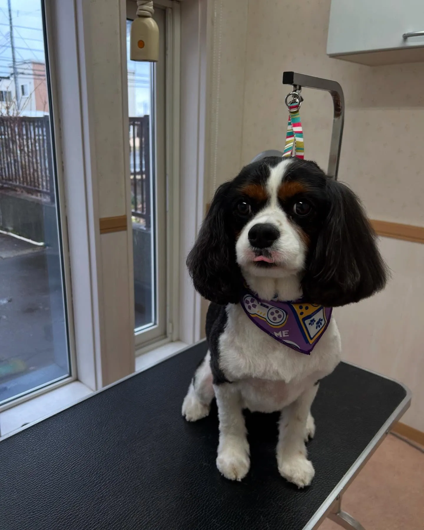 犬のトリミング✂️