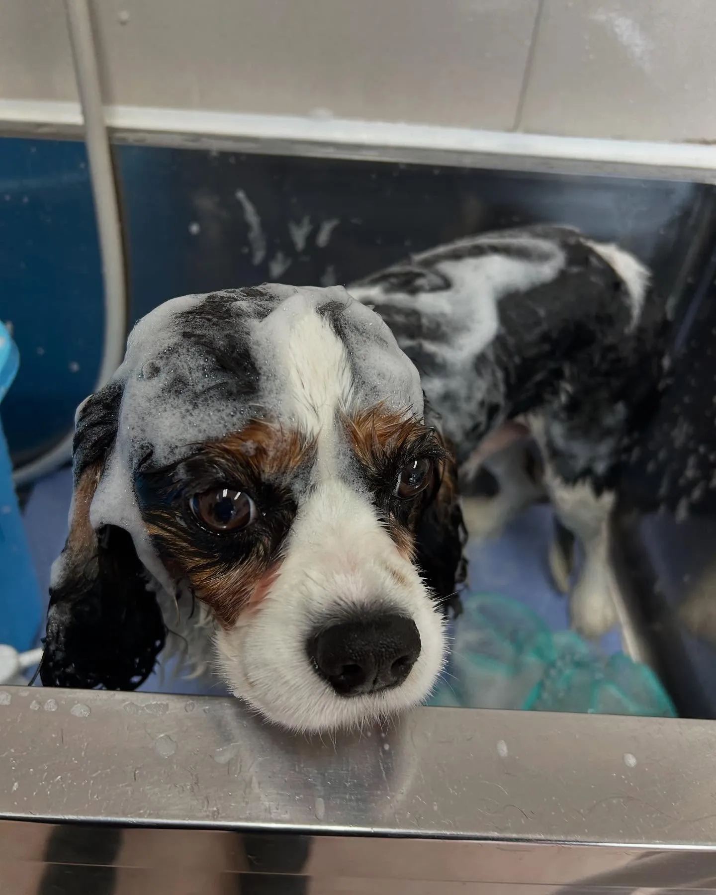 犬のトリミング✂️
