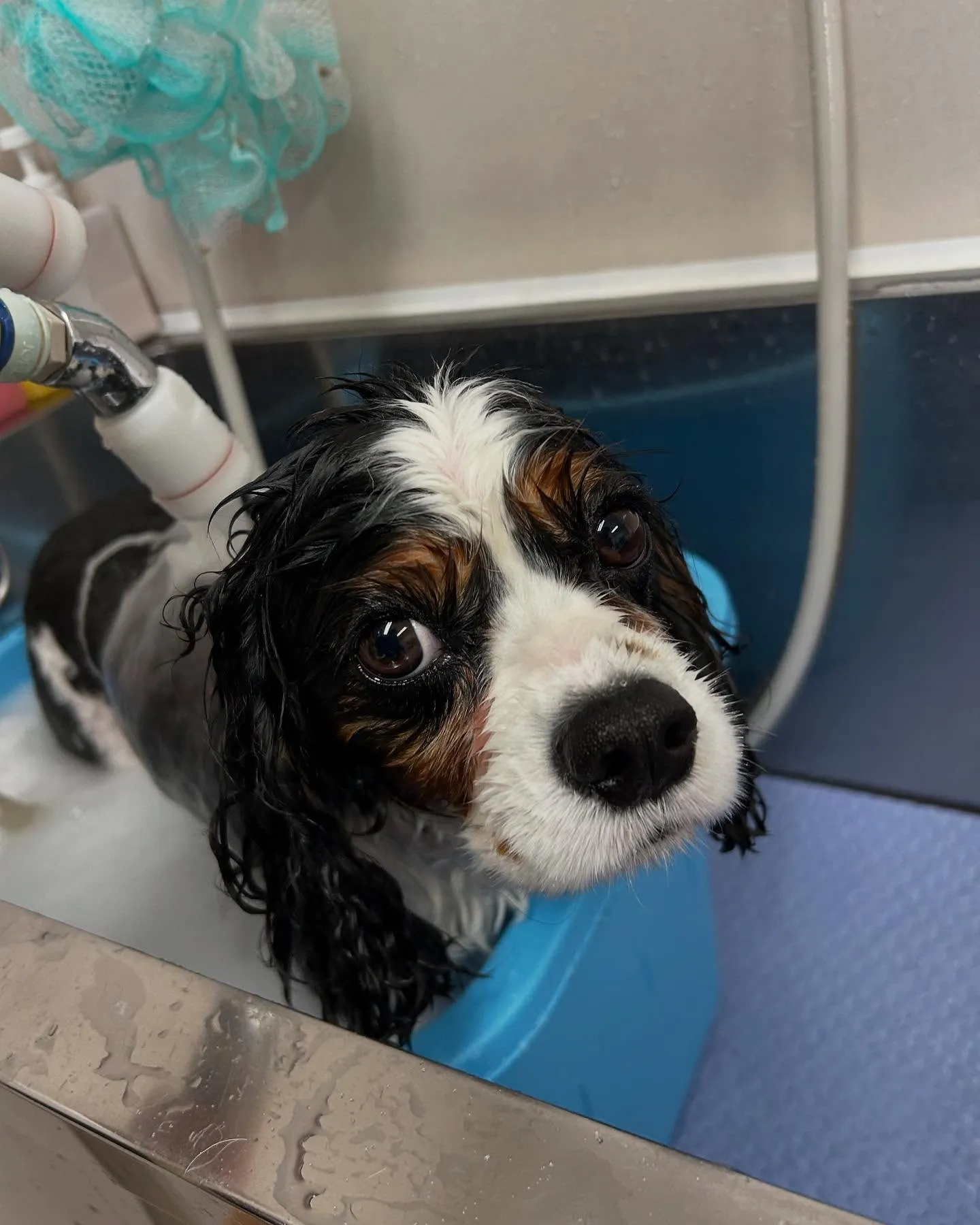 犬のトリミング✂️