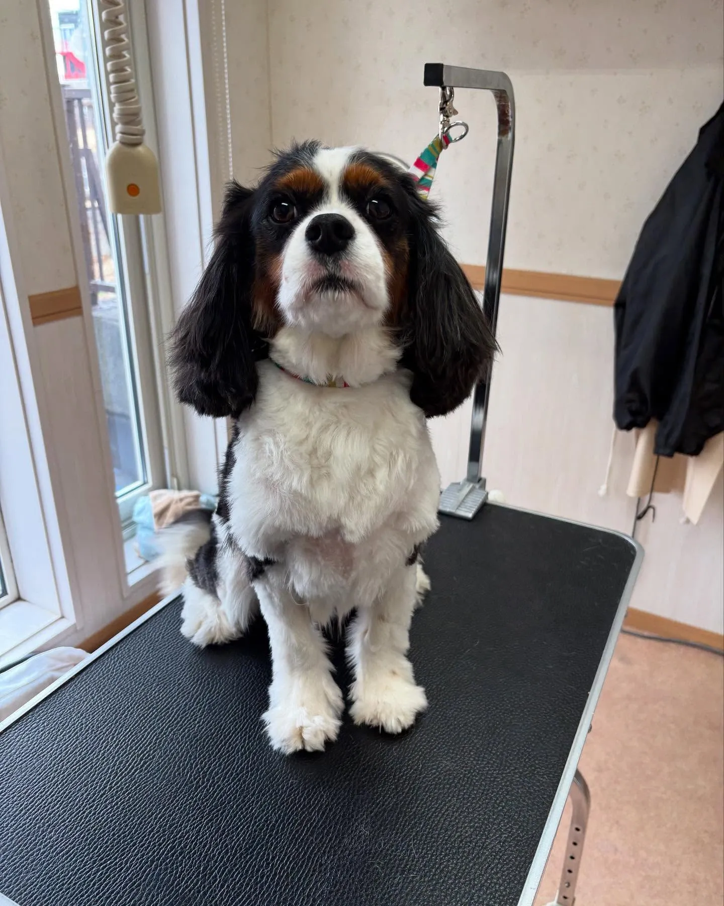 犬のトリミング✂️