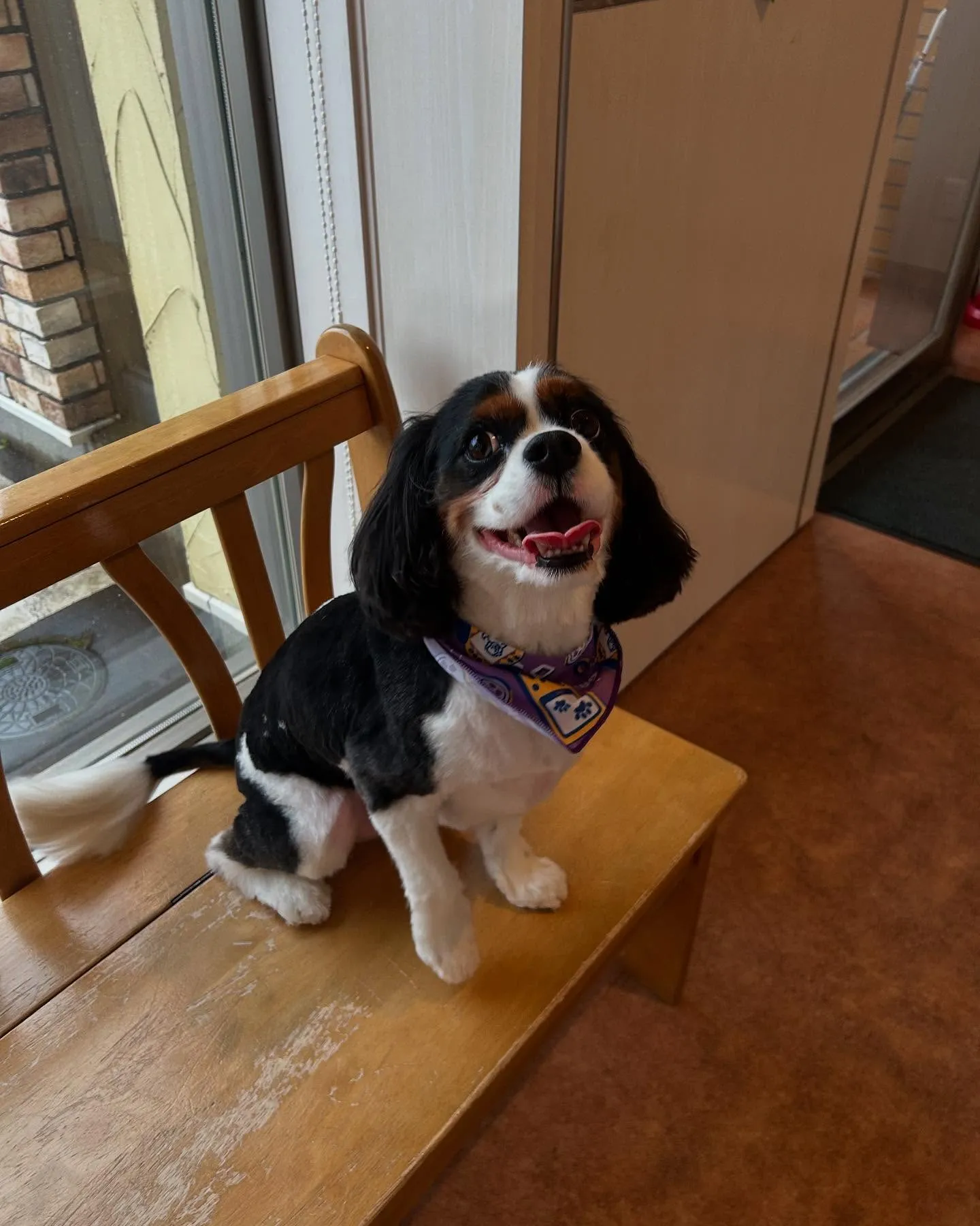 犬のトリミング✂️