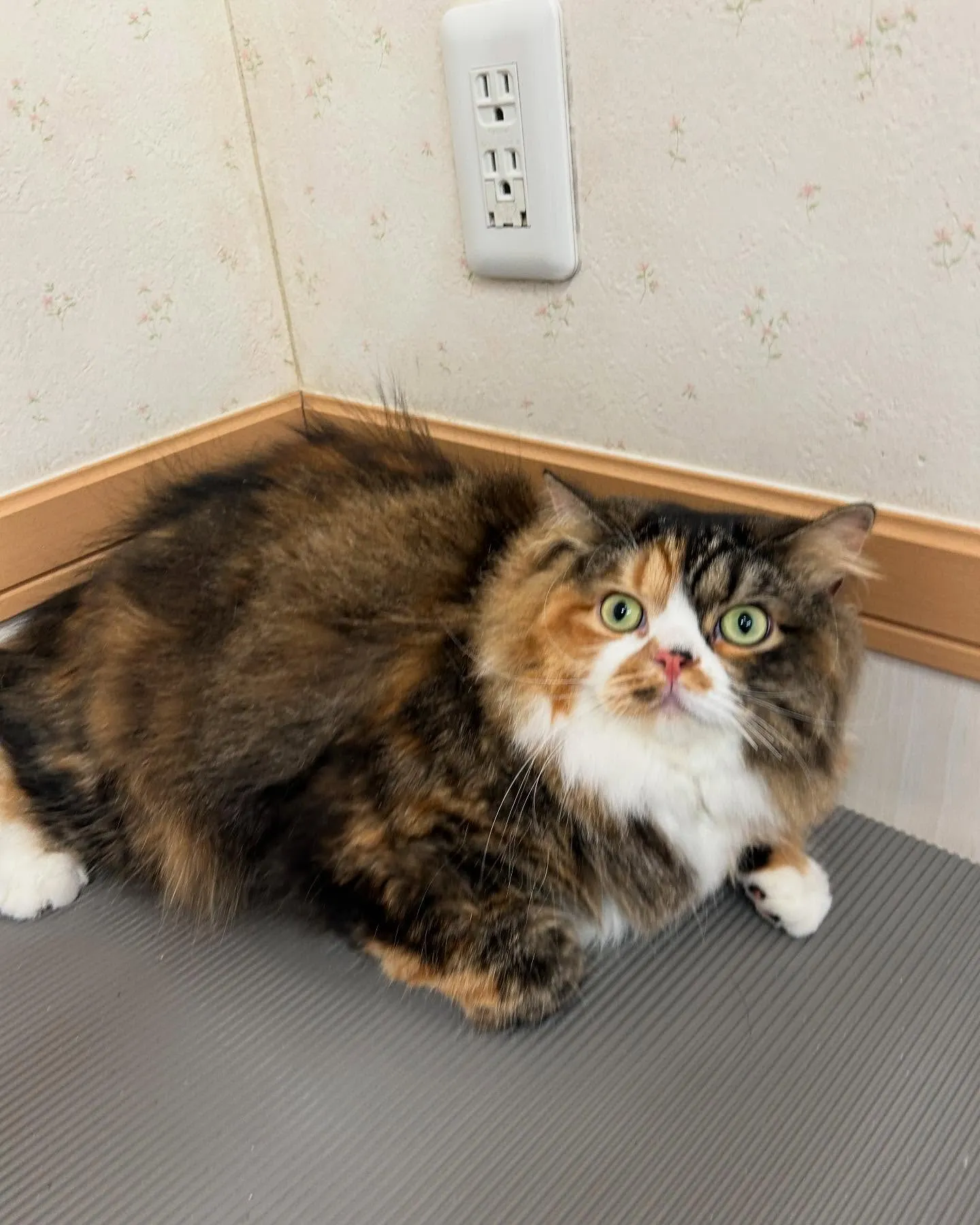 猫のトリミング✂️