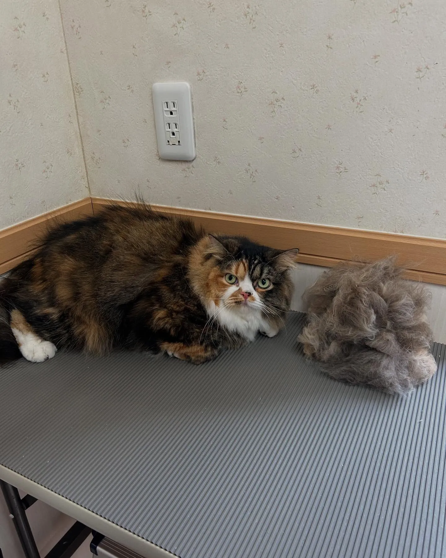 猫のトリミング✂️