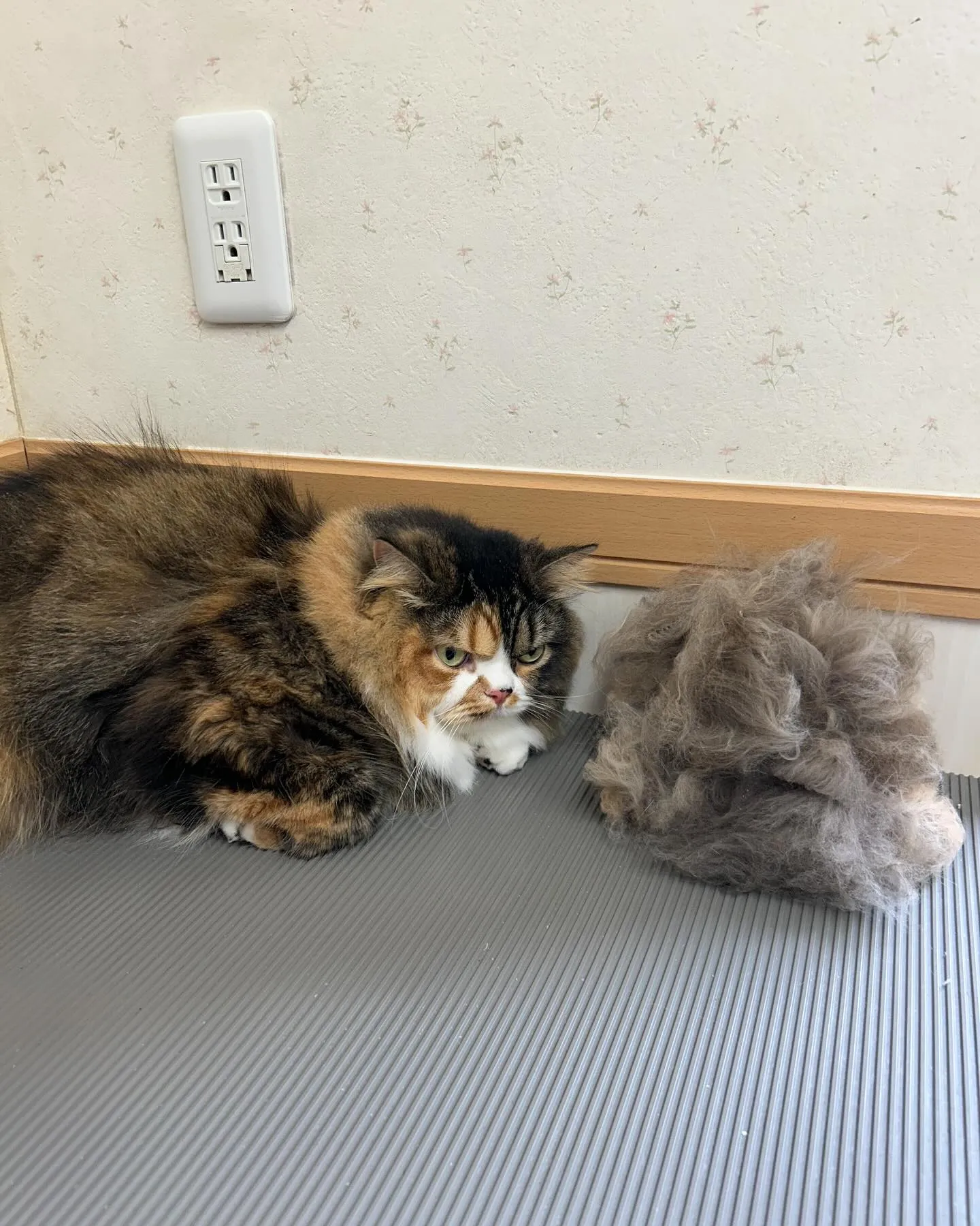 猫のトリミング✂️