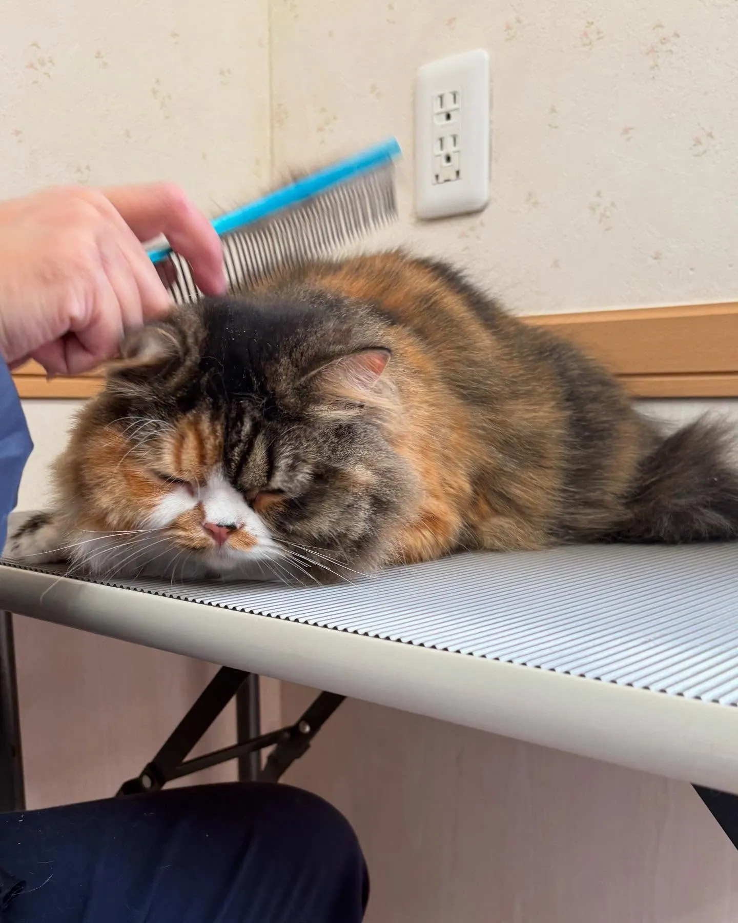 猫のトリミング✂️