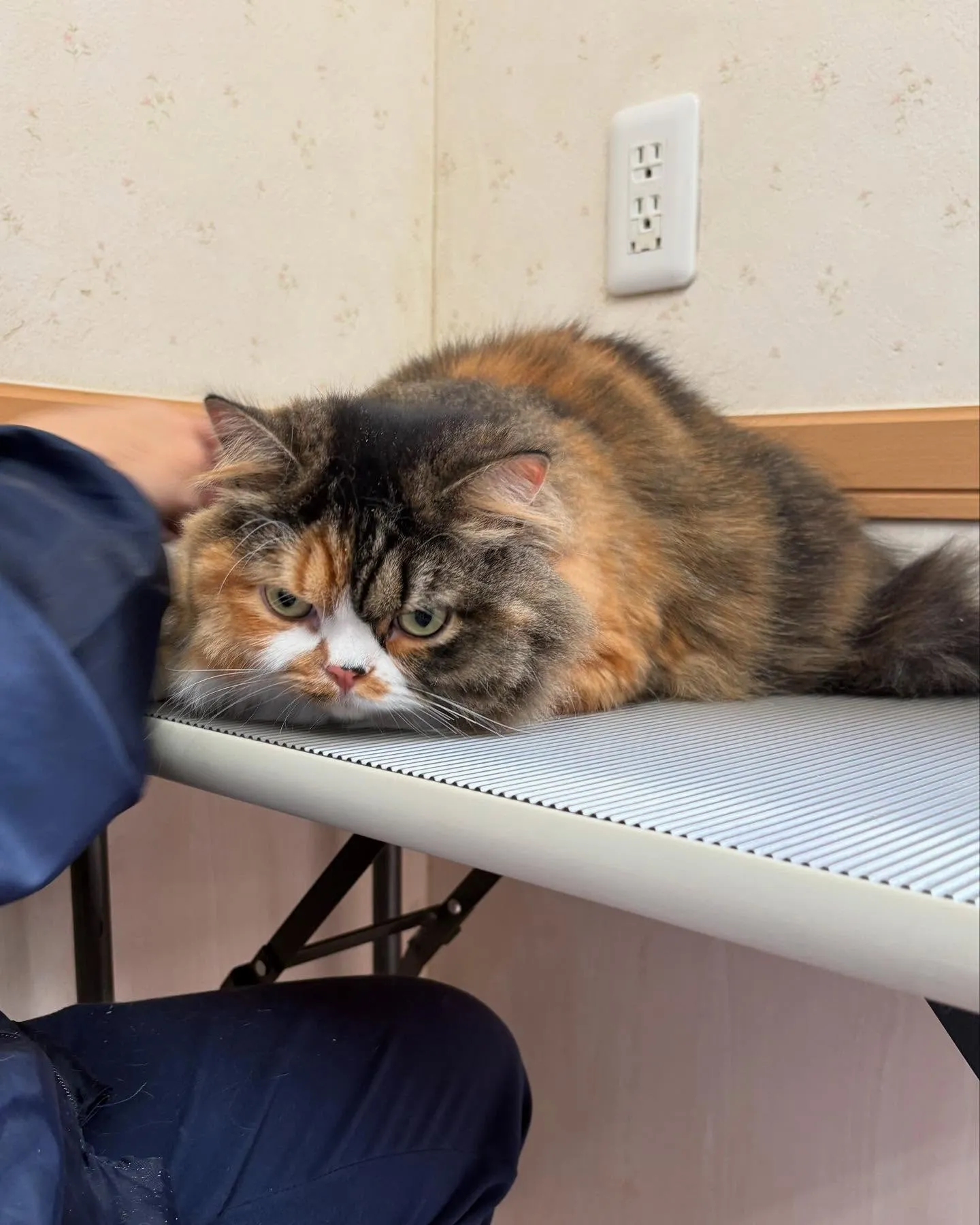 猫のトリミング✂️