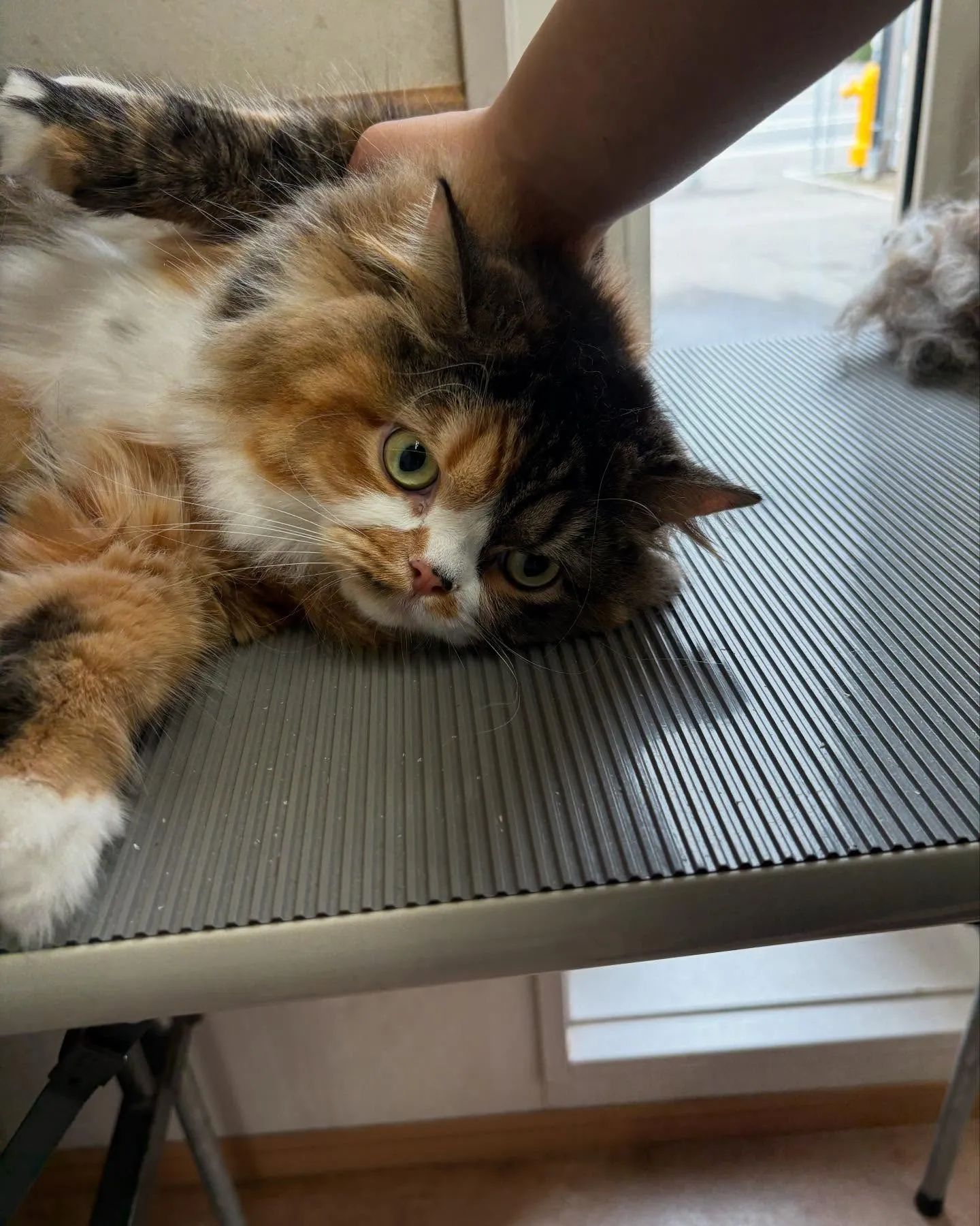 猫のトリミング✂️