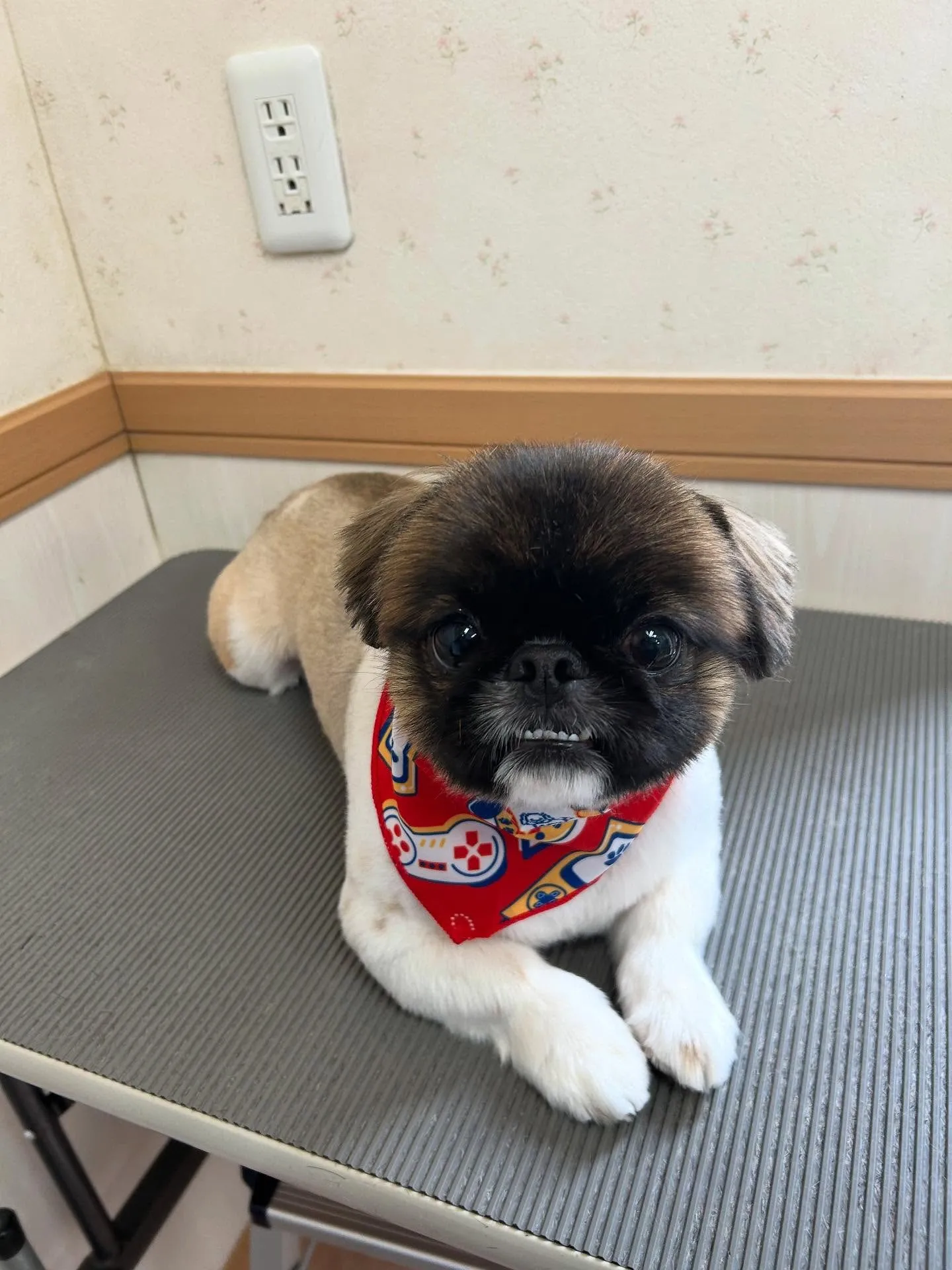 犬のトリミング✂️
