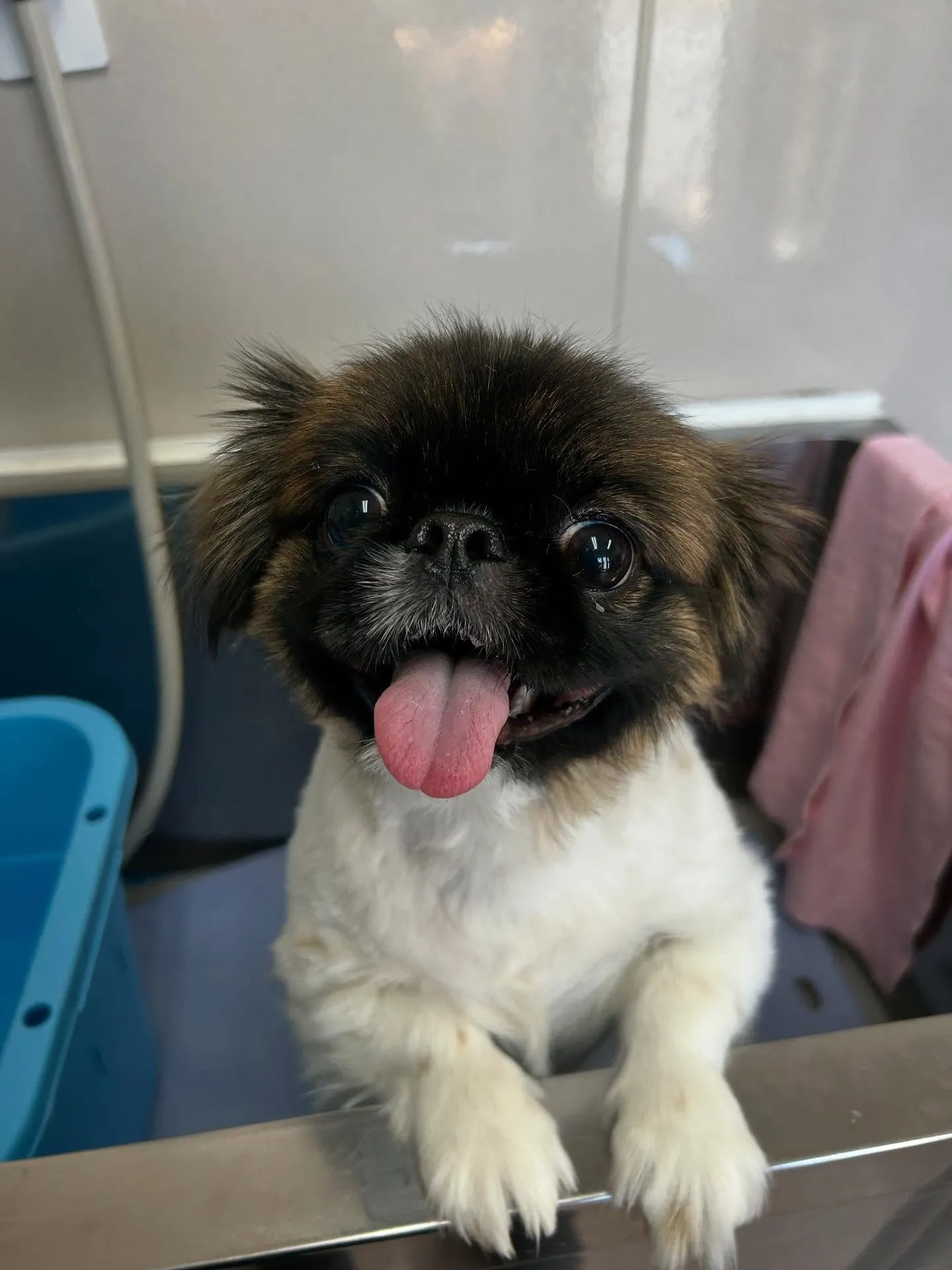 犬のトリミング✂️
