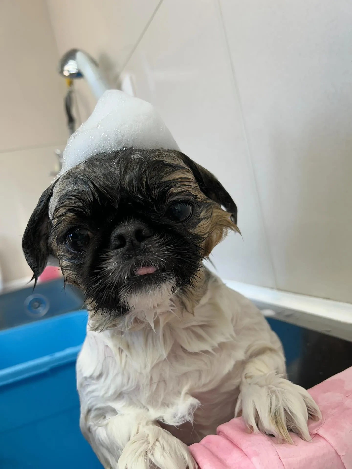 犬のトリミング✂️