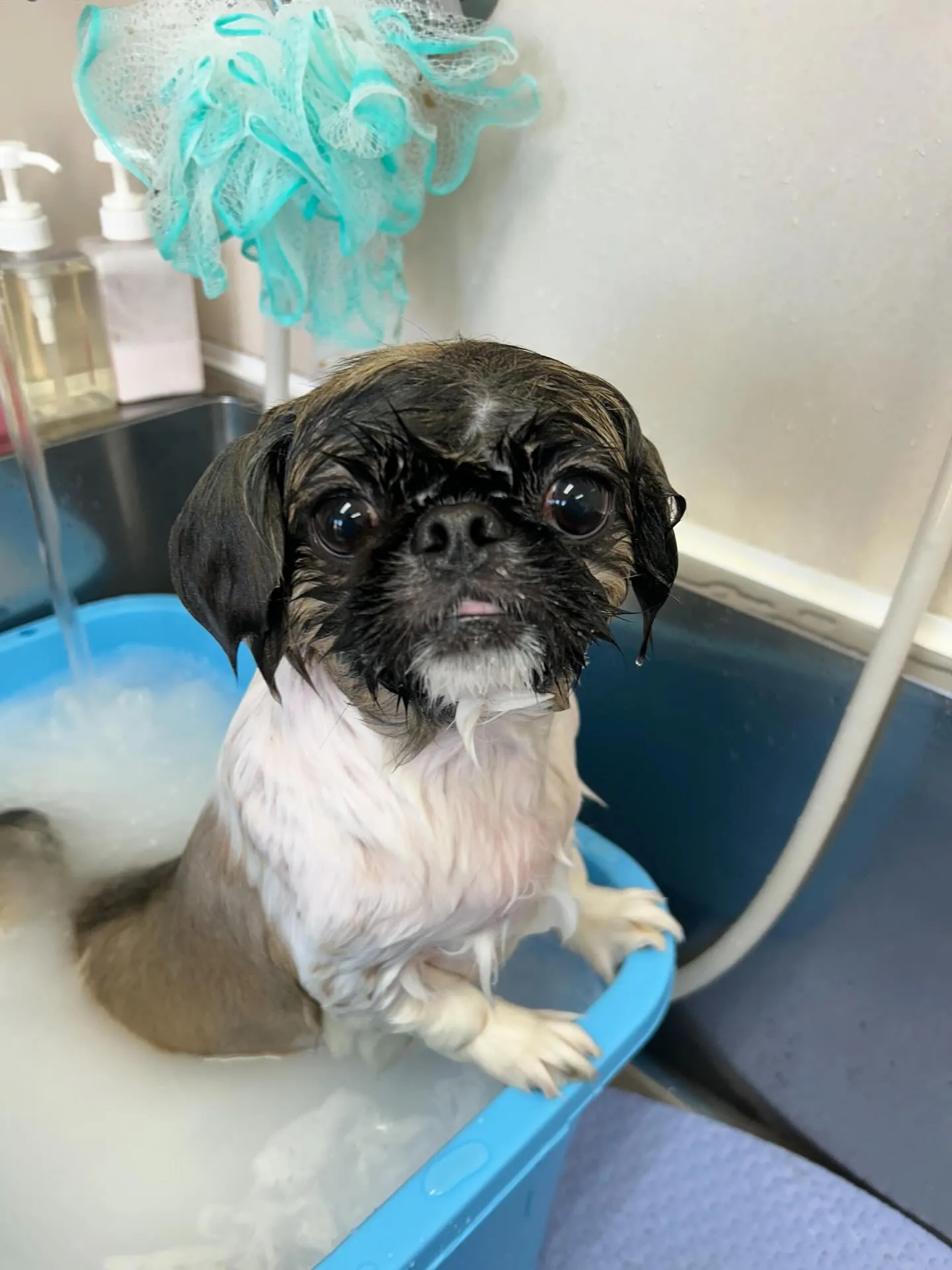 犬のトリミング✂️