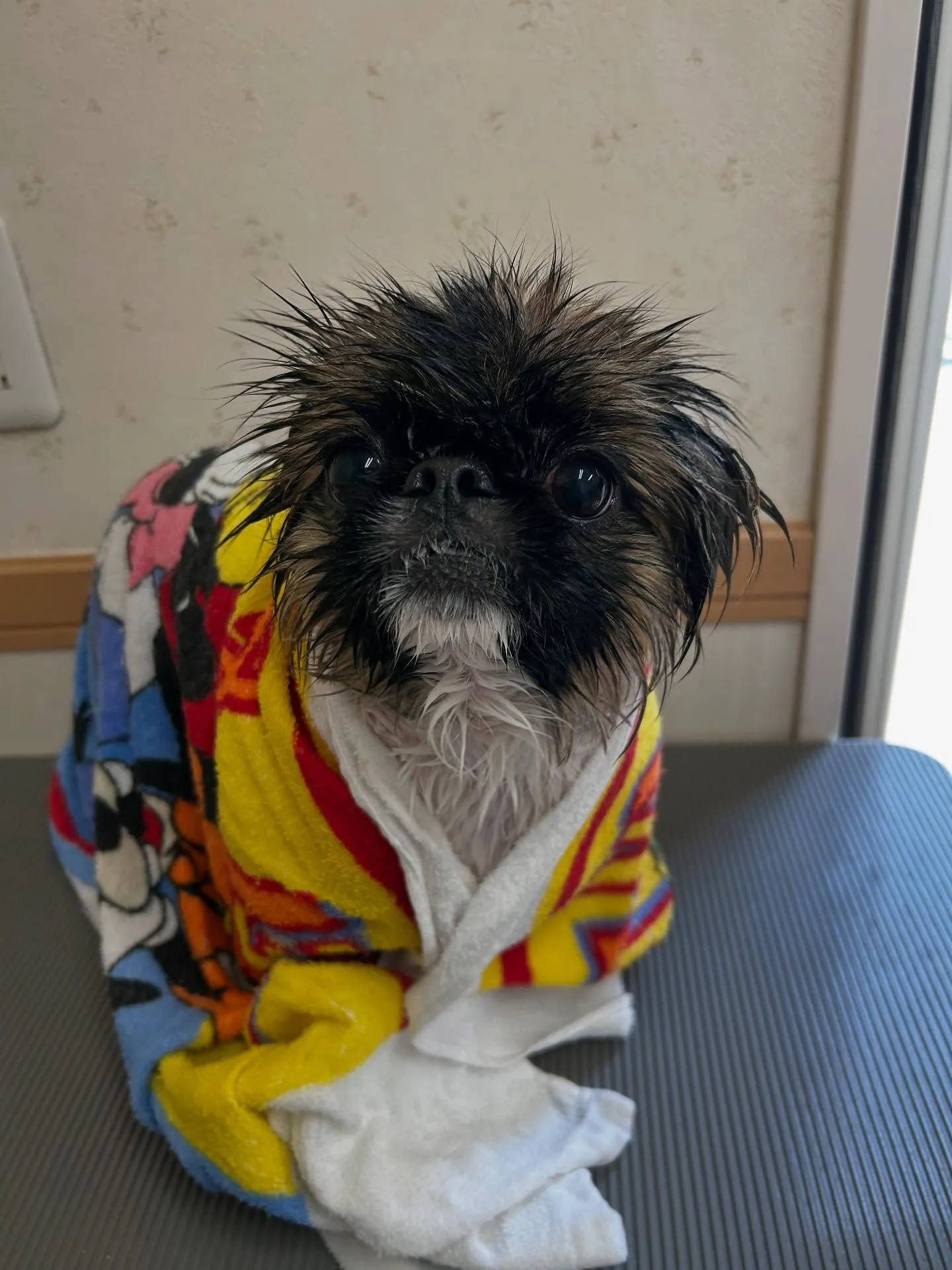 犬のトリミング✂️