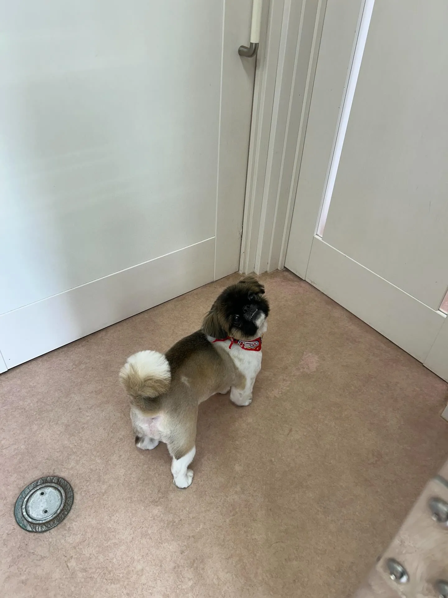犬のトリミング✂️