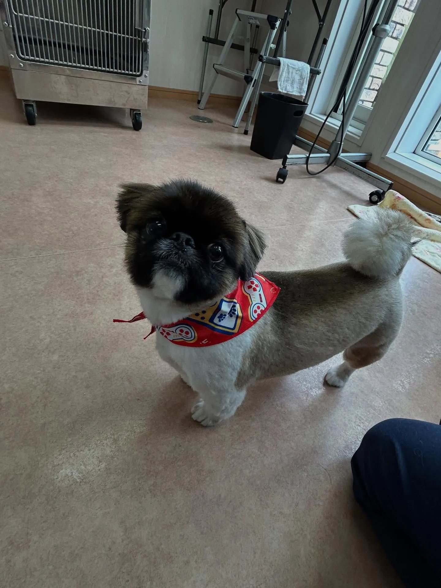 犬のトリミング✂️