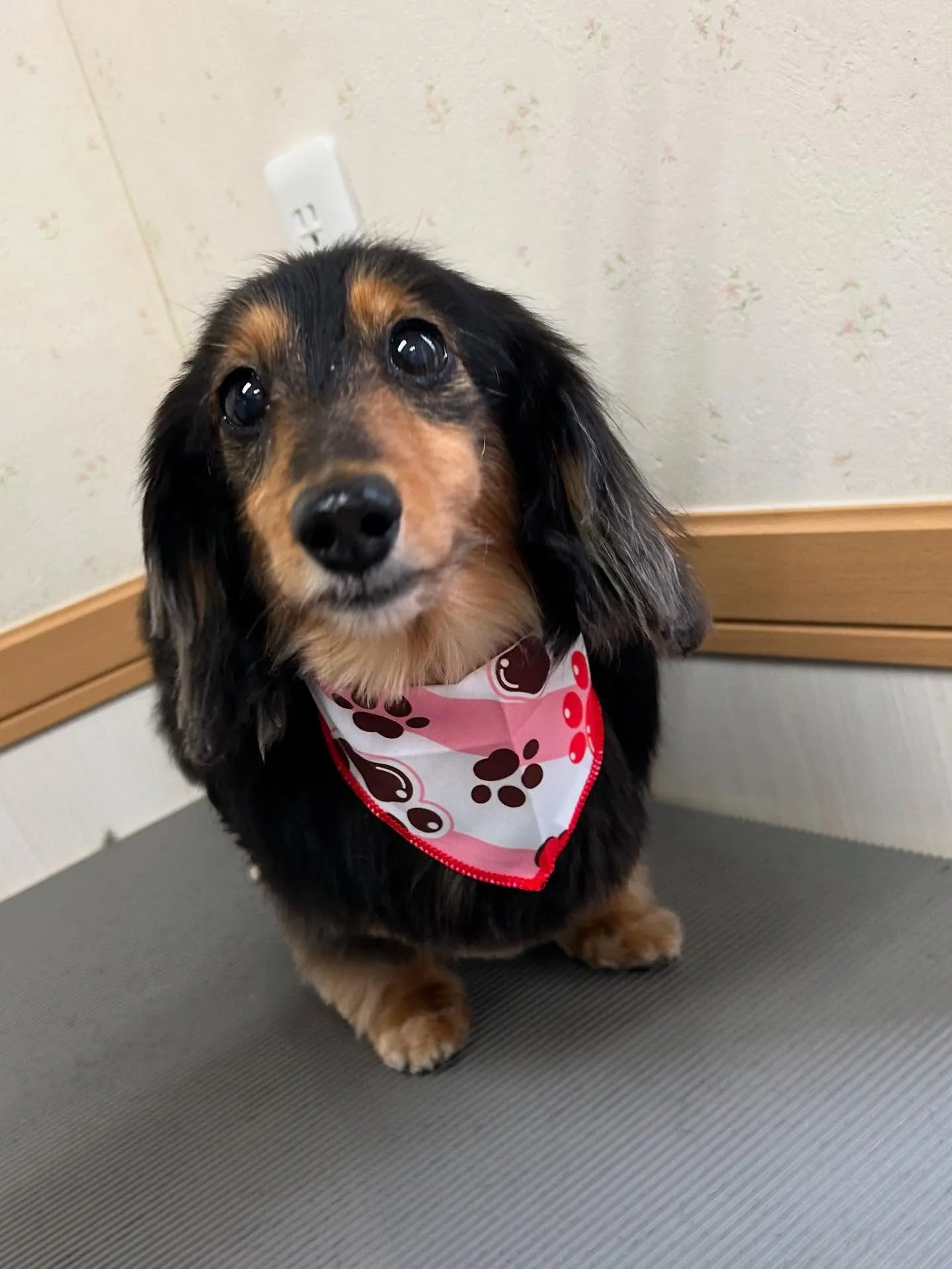 犬のトリミング✂️