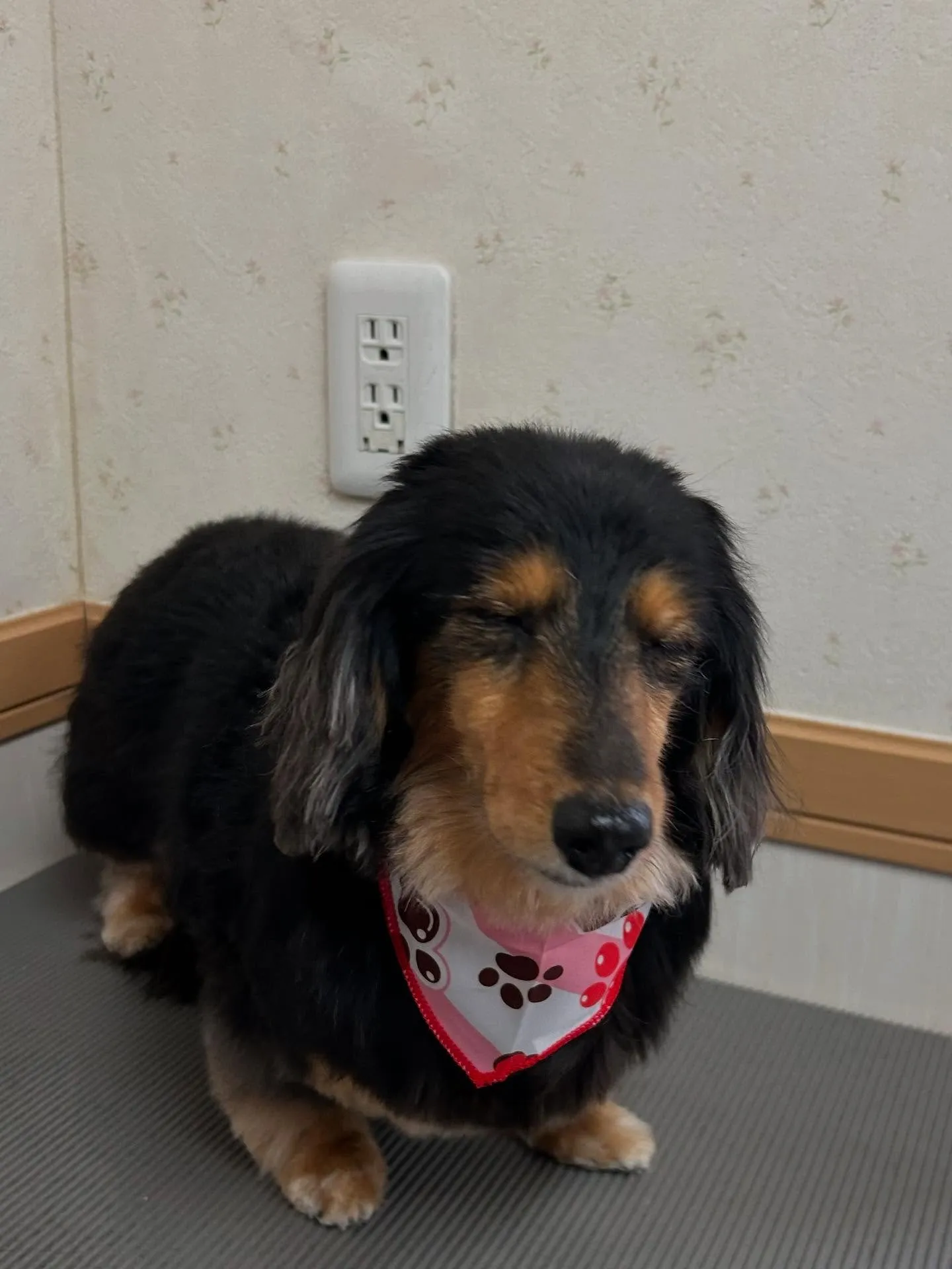 犬のトリミング✂️