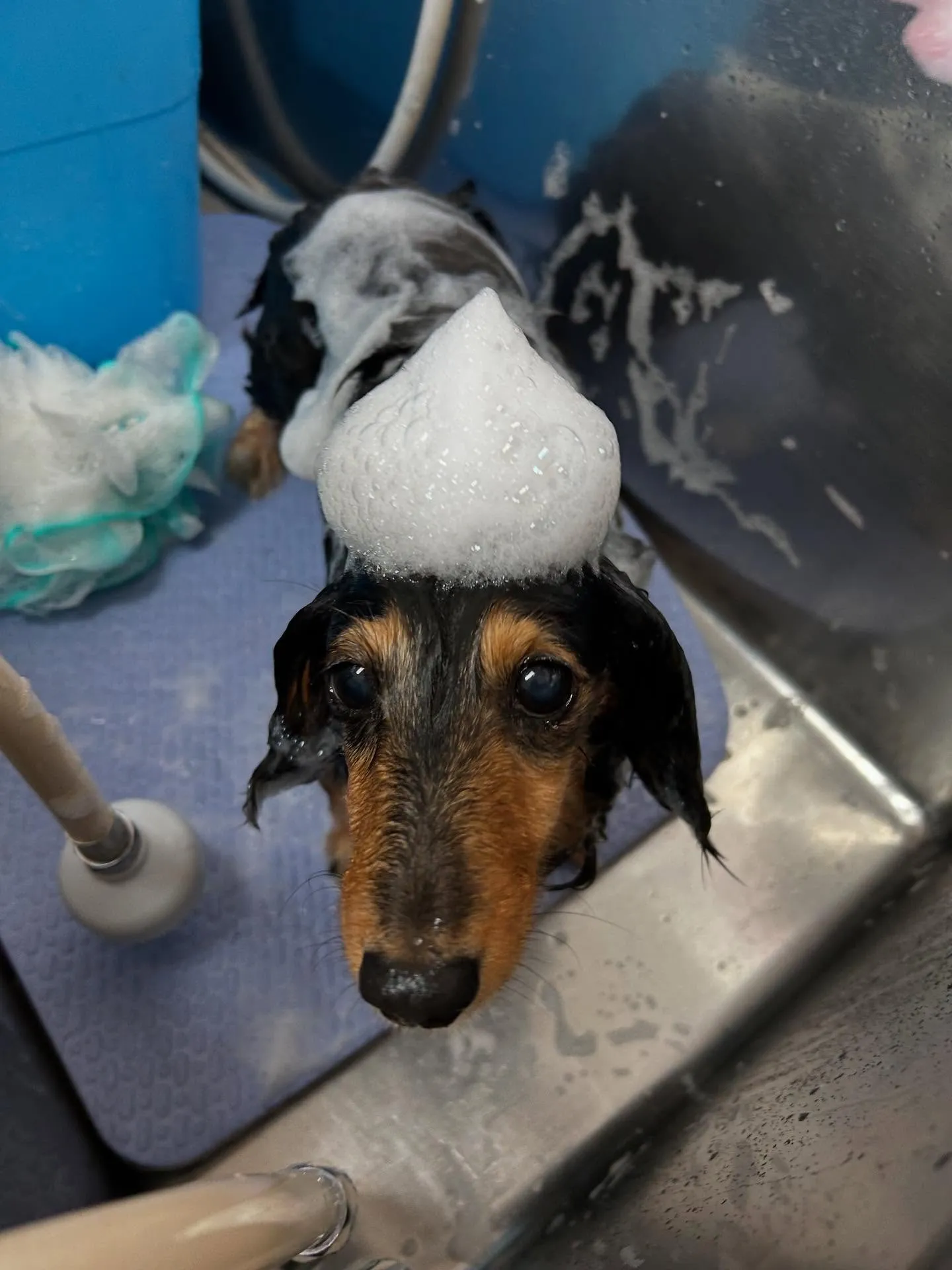 犬のトリミング✂️