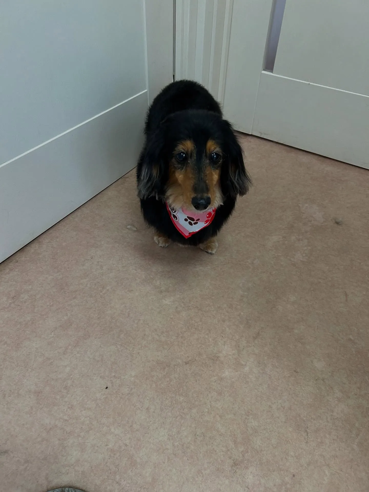 犬のトリミング✂️
