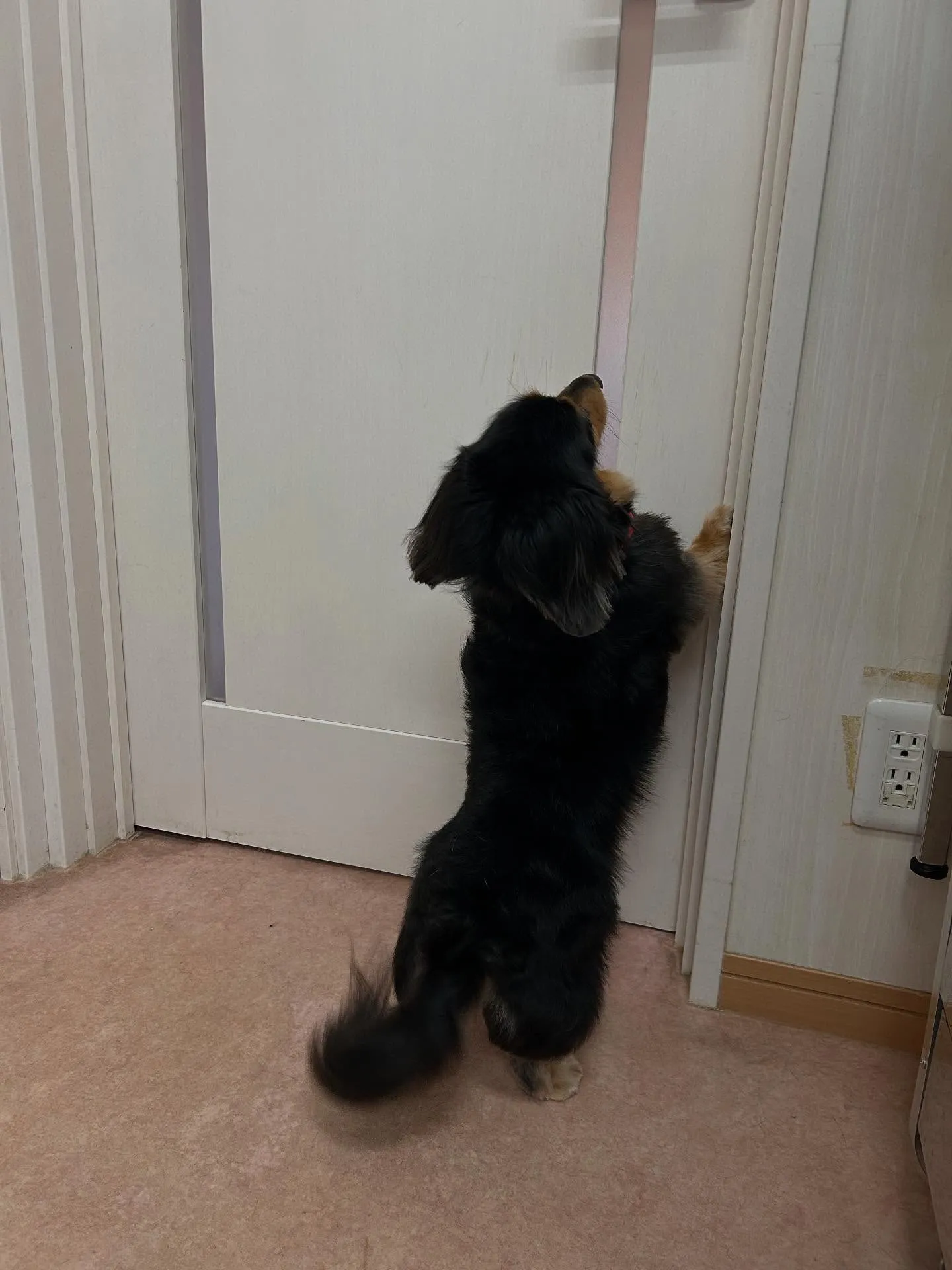 犬のトリミング✂️