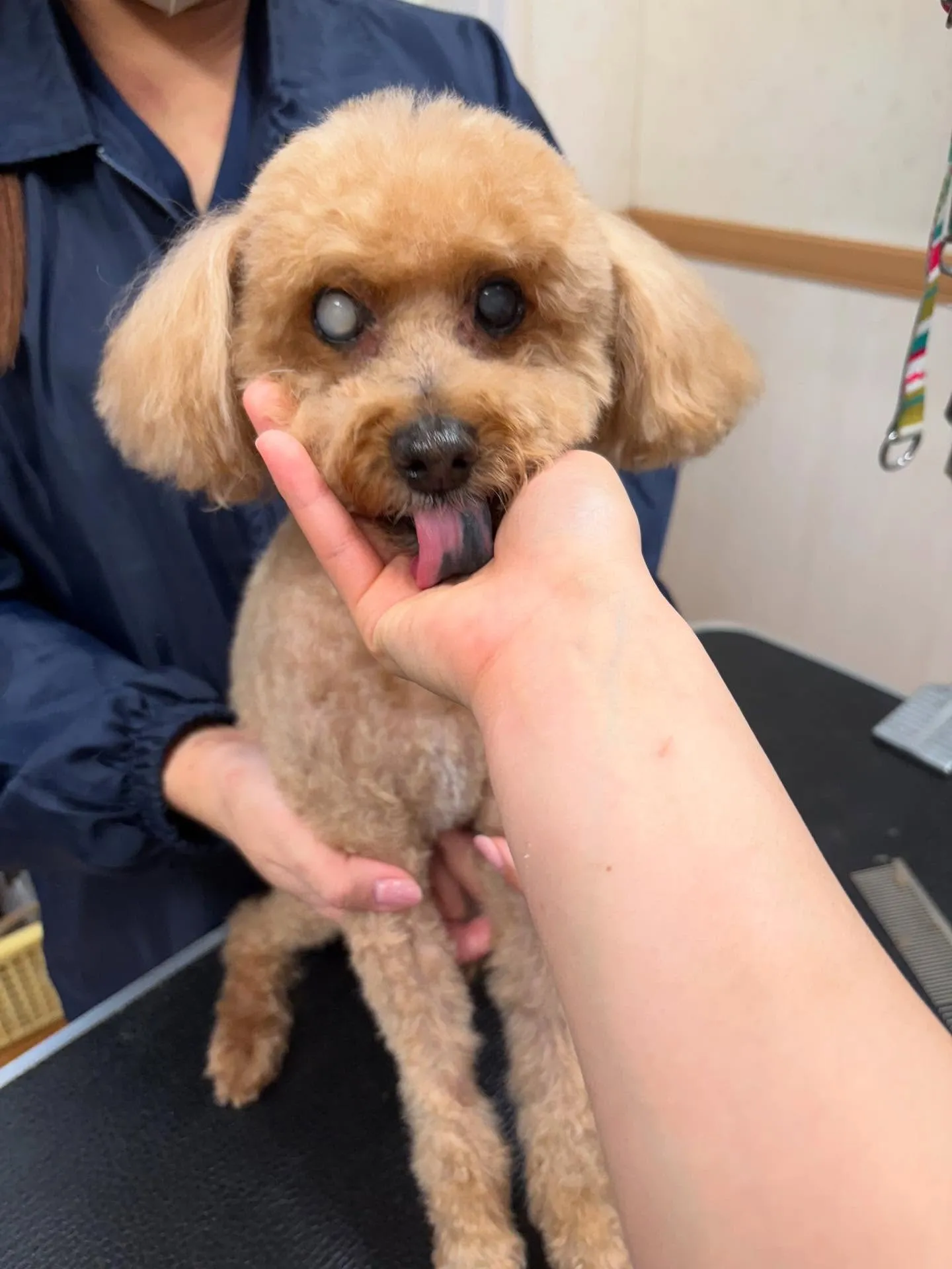 犬のトリミング✂️