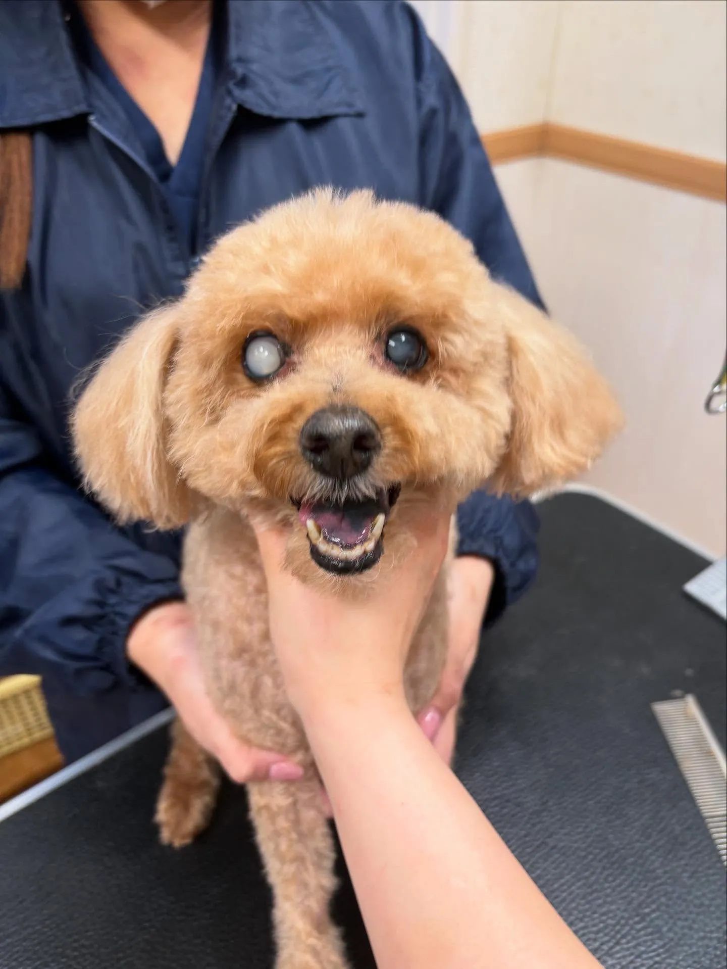 犬のトリミング✂️