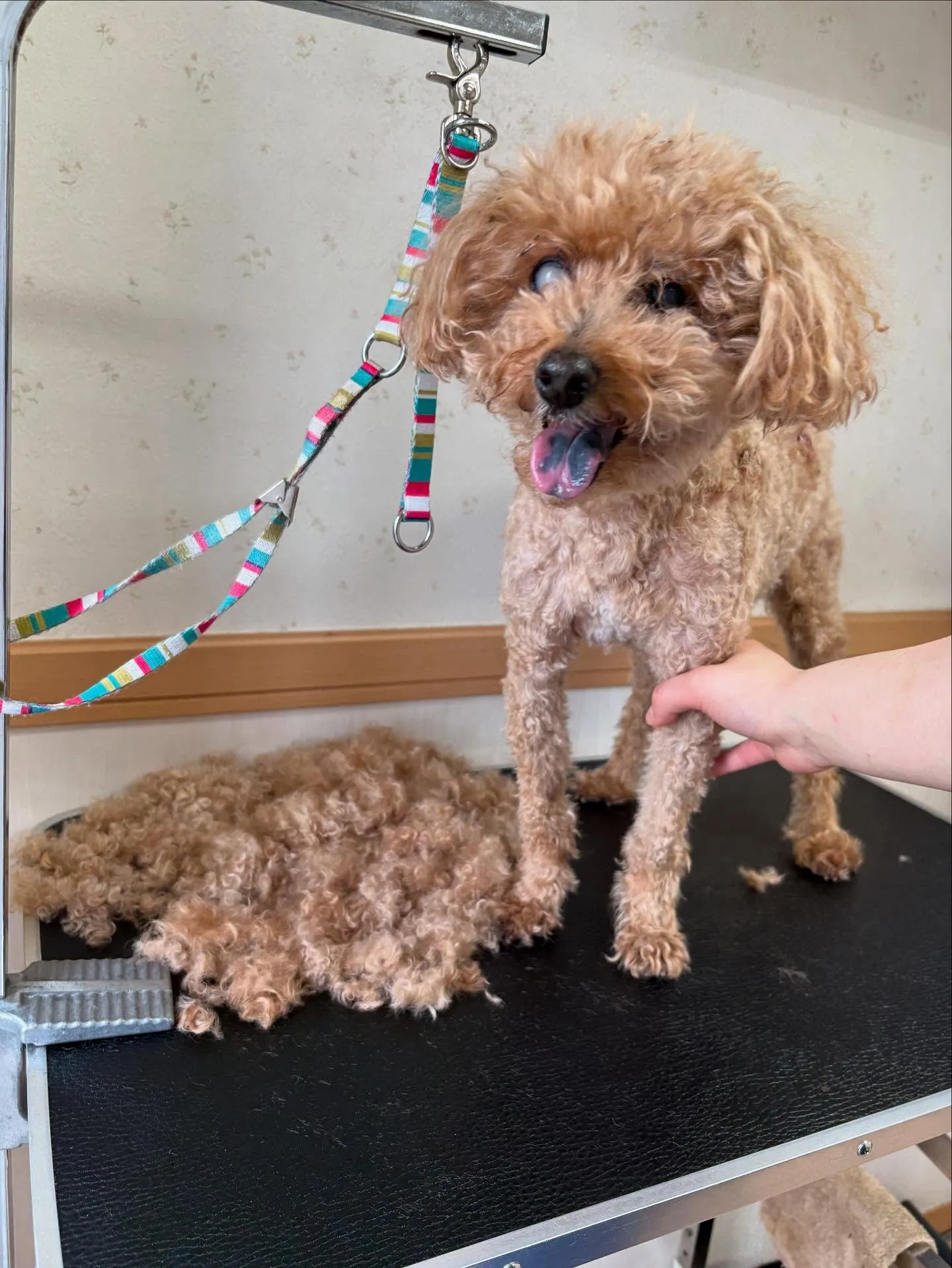 犬のトリミング✂️