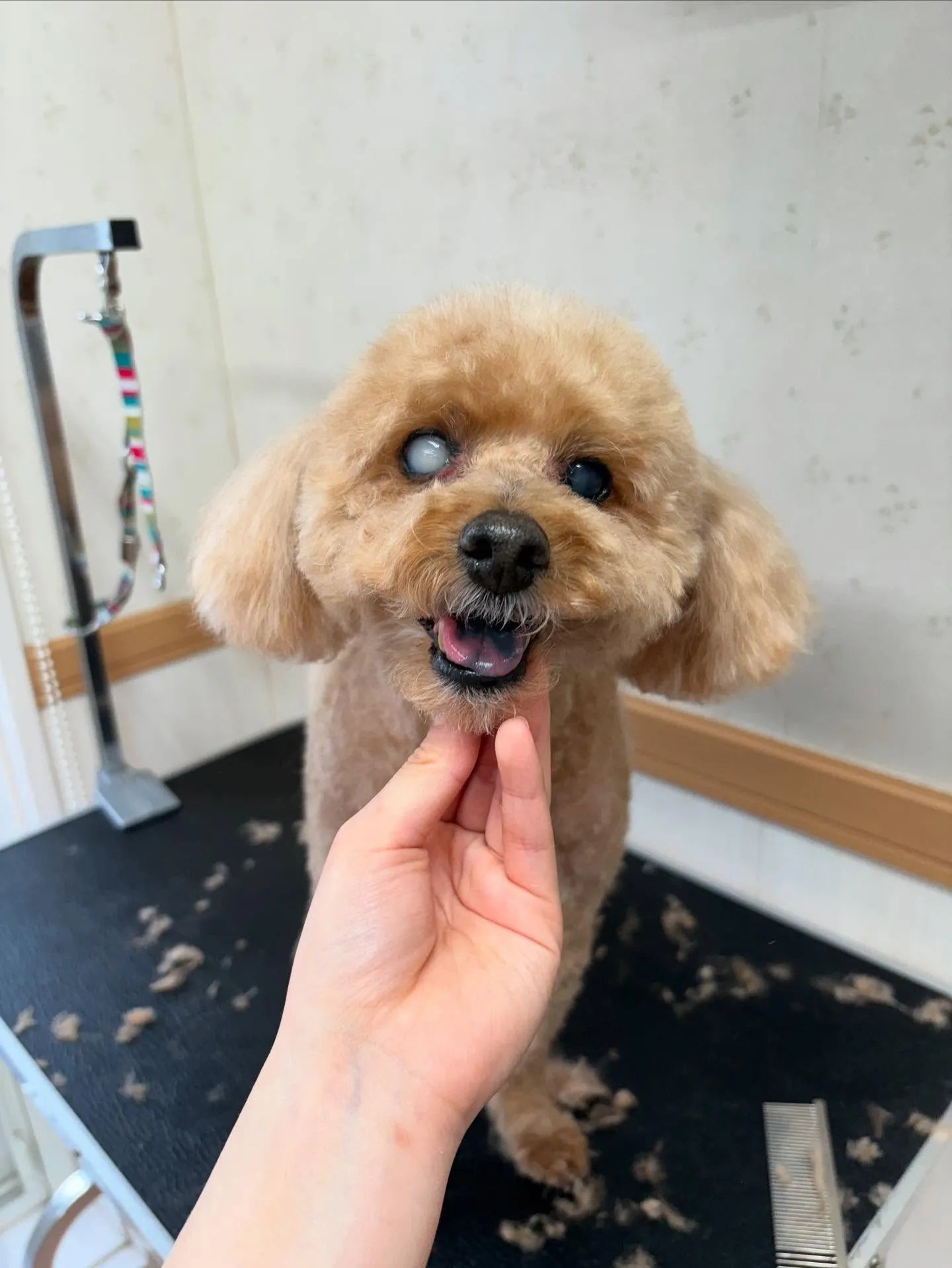 犬のトリミング✂️