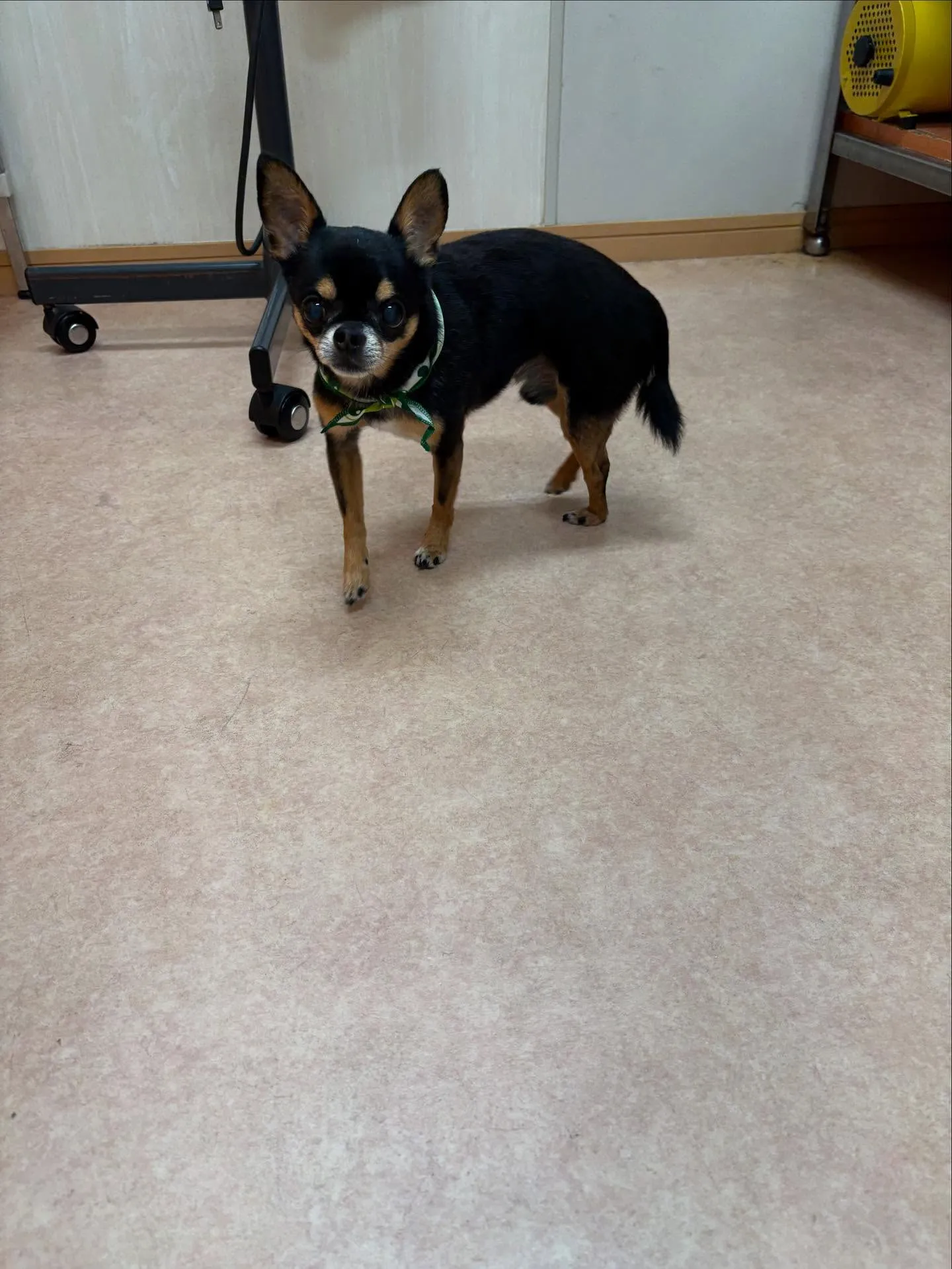 犬のシャンプー🫧