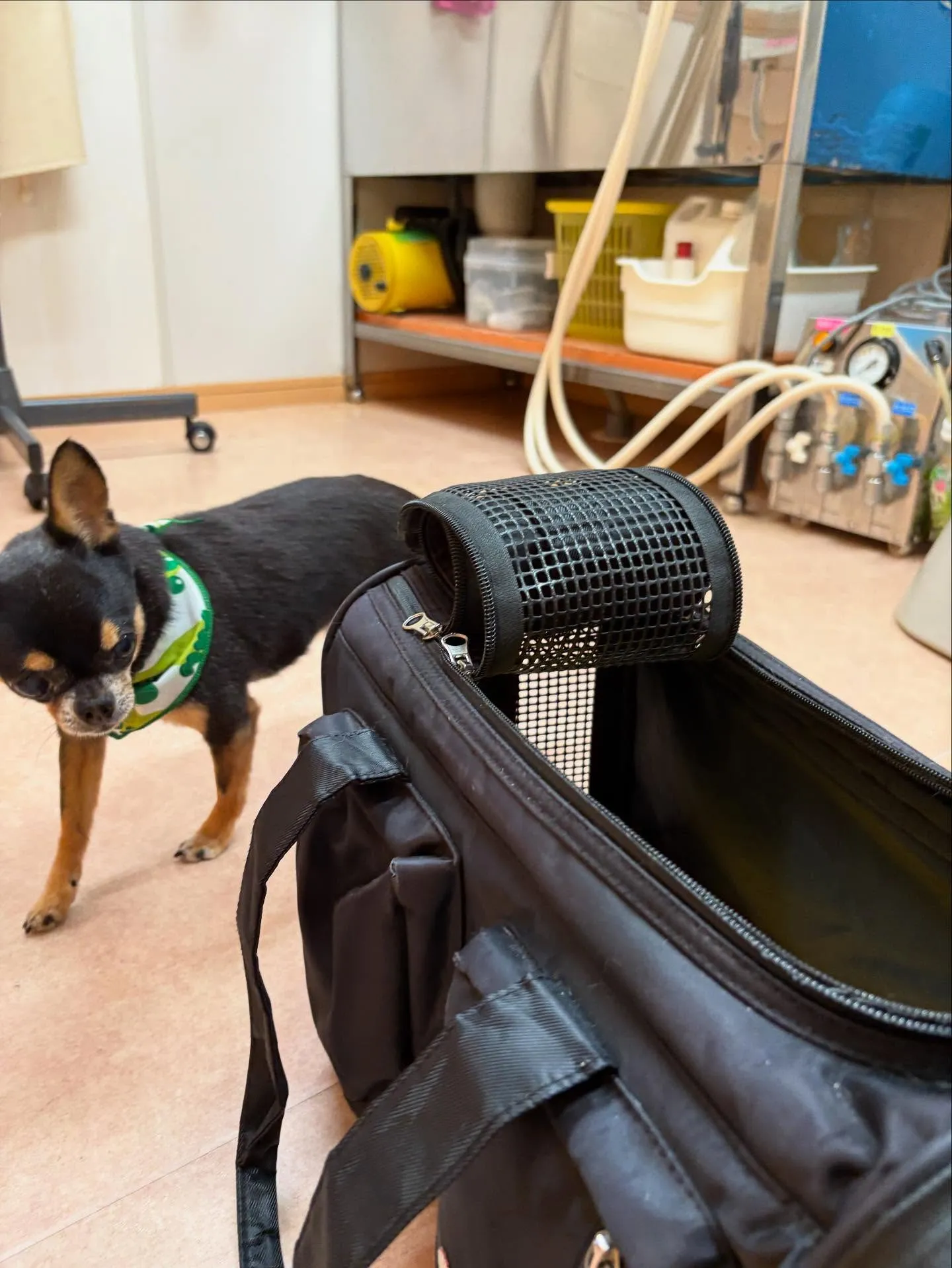 犬のシャンプー🫧