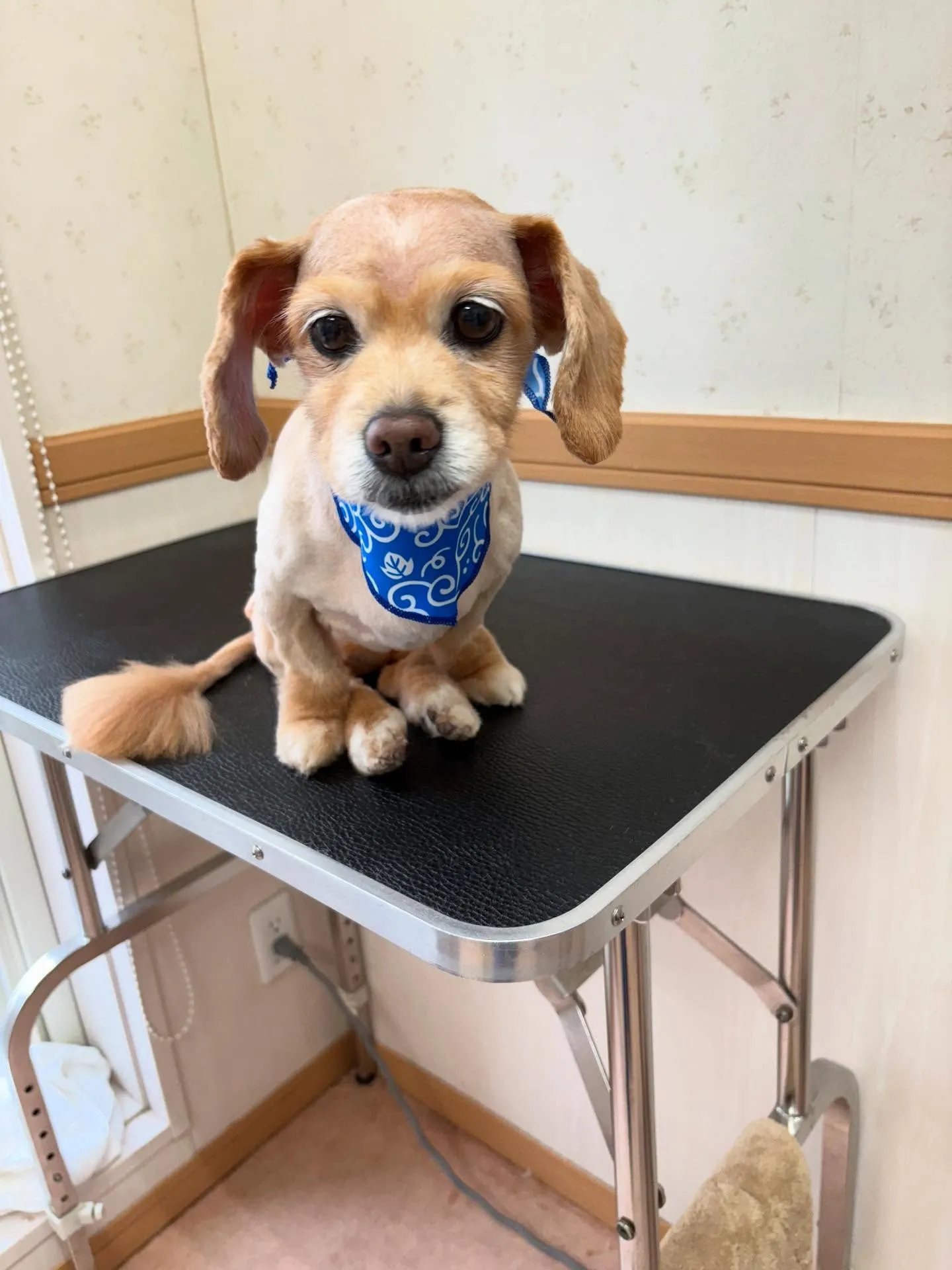 犬のトリミング✂️