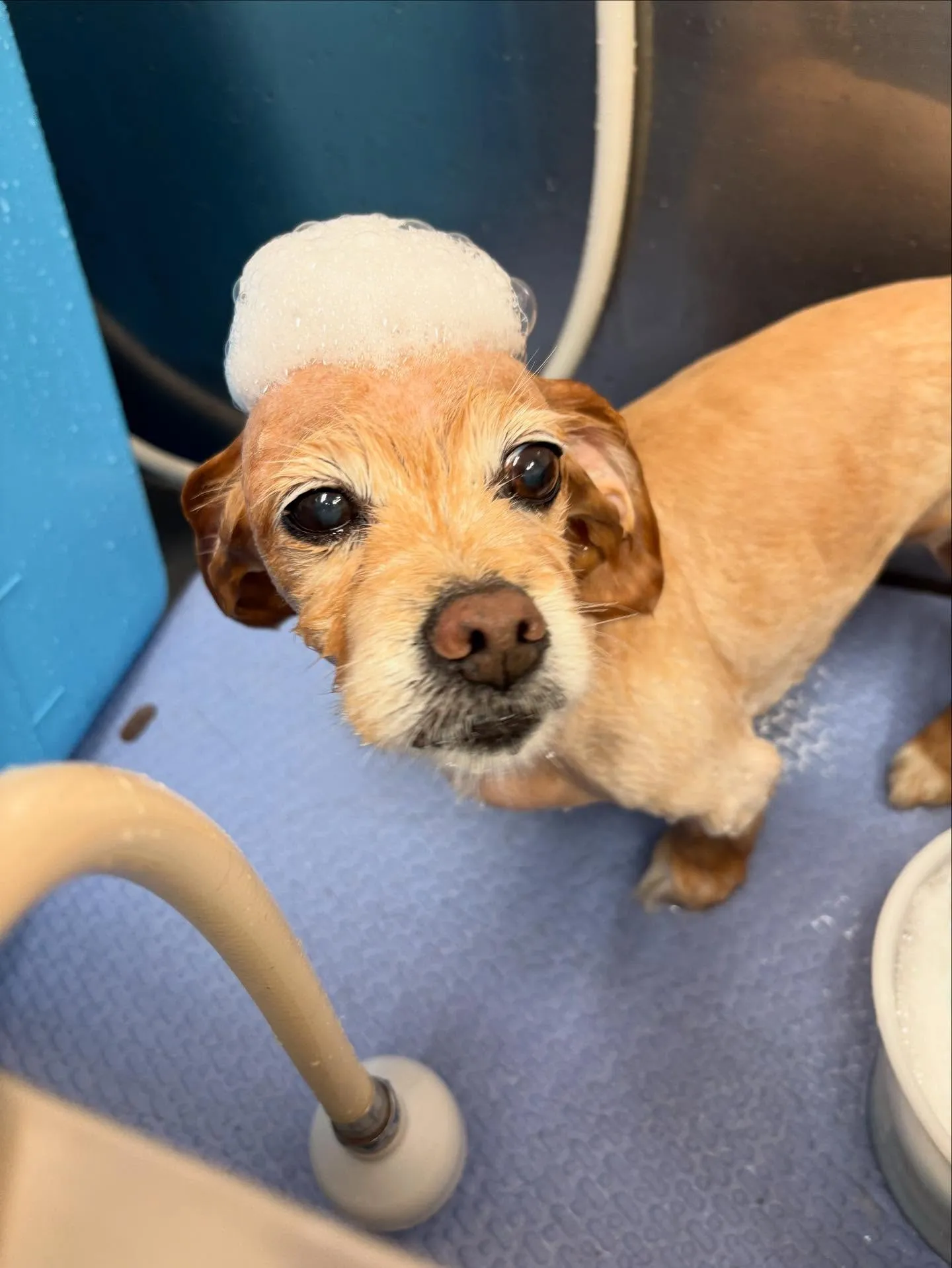 犬のトリミング✂️