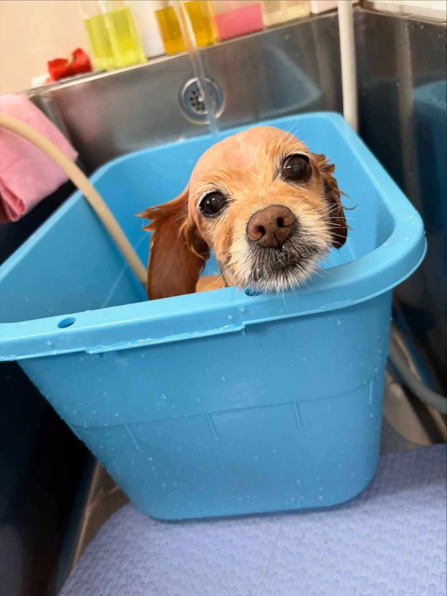 犬のトリミング✂️