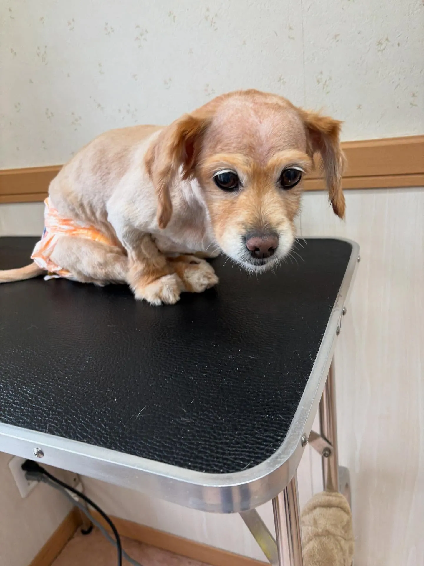犬のトリミング✂️