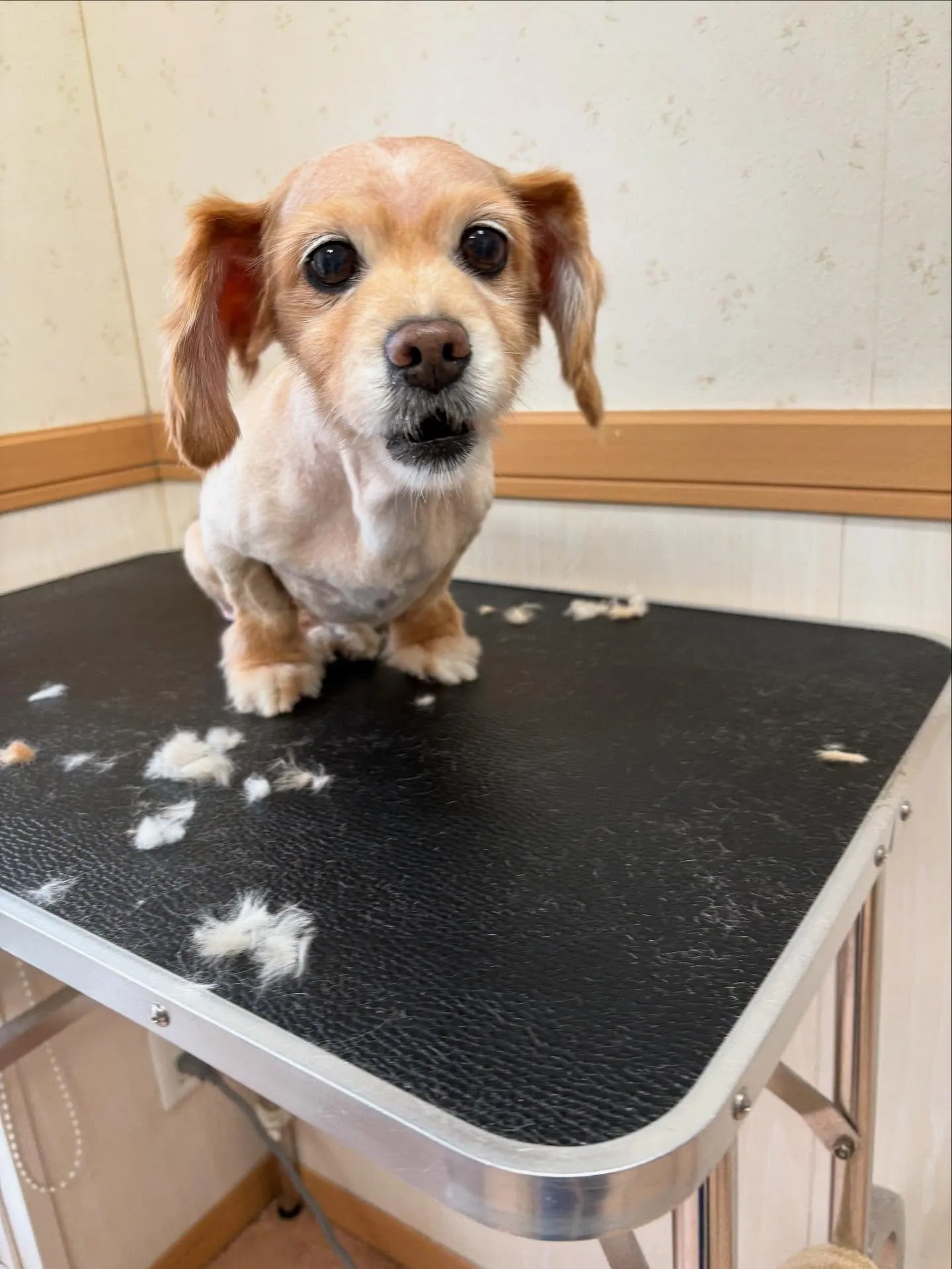 犬のトリミング✂️