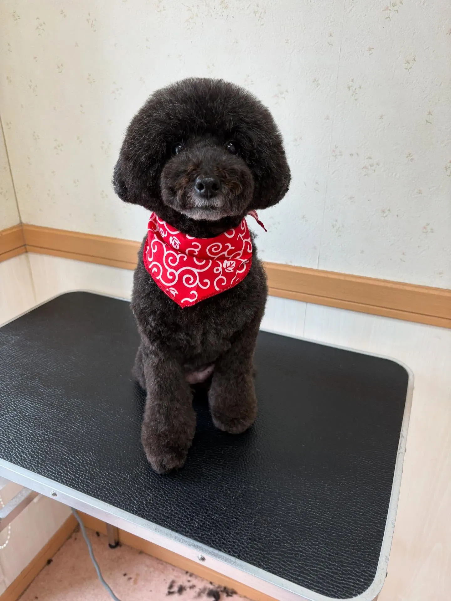犬のトリミング✂️